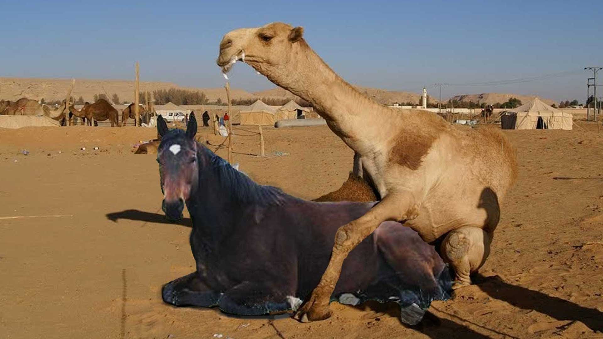 CAMEL MATING WITH HORSE - YouTube