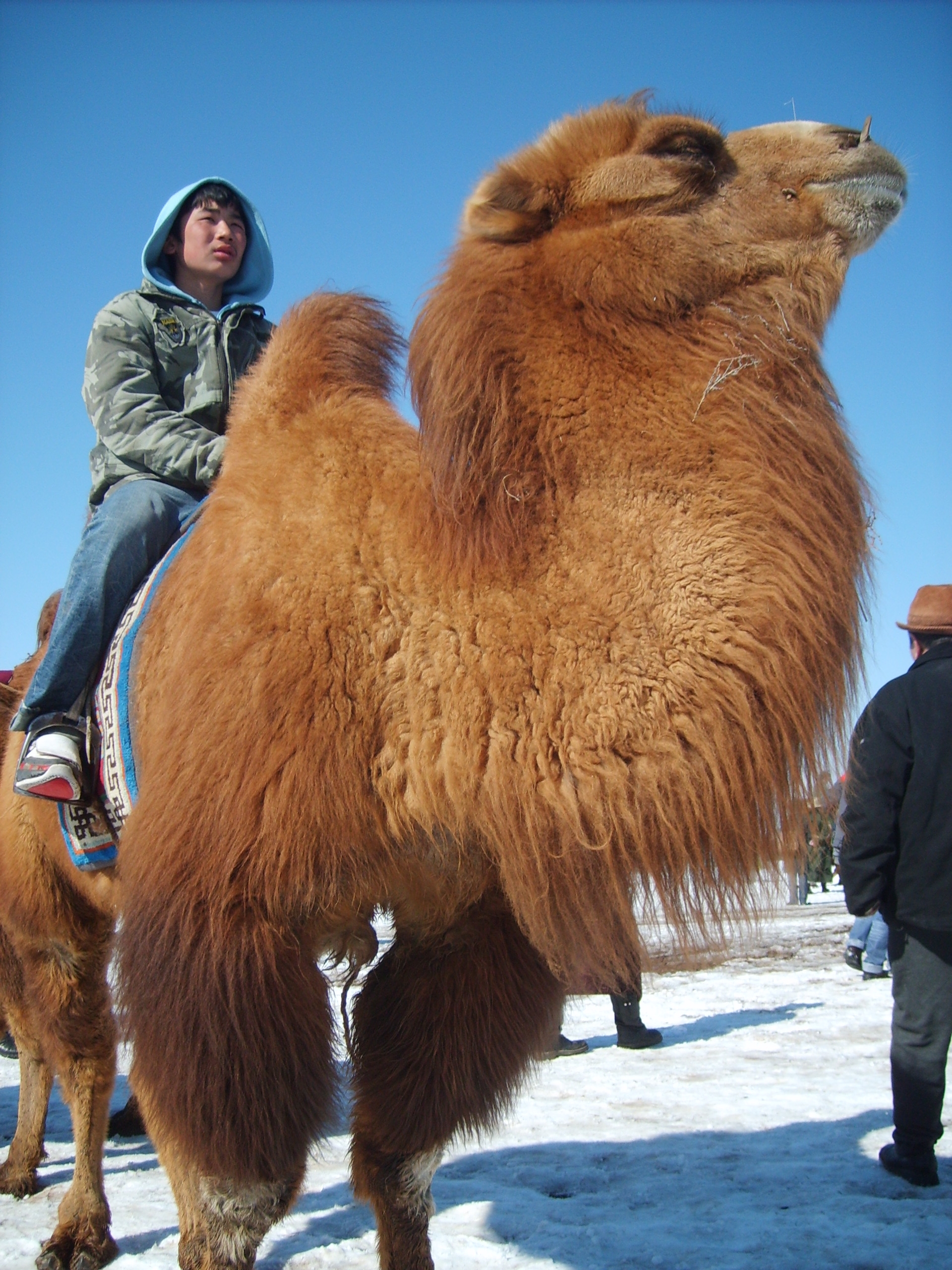 Free Image: Mongolian racing camel | Libreshot Public Domain Photos