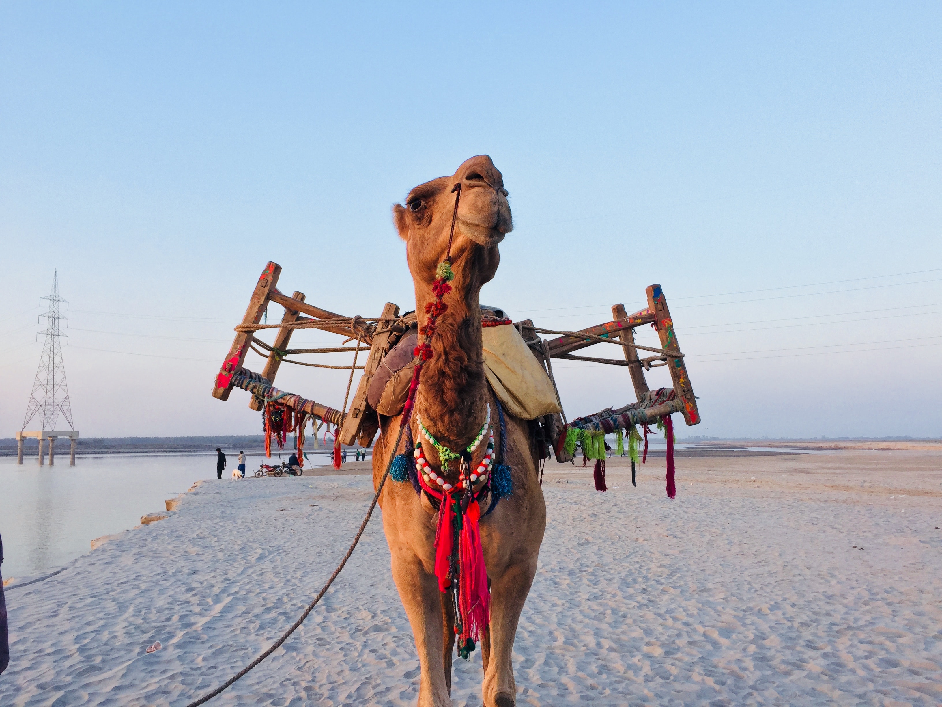 Brown camel photo