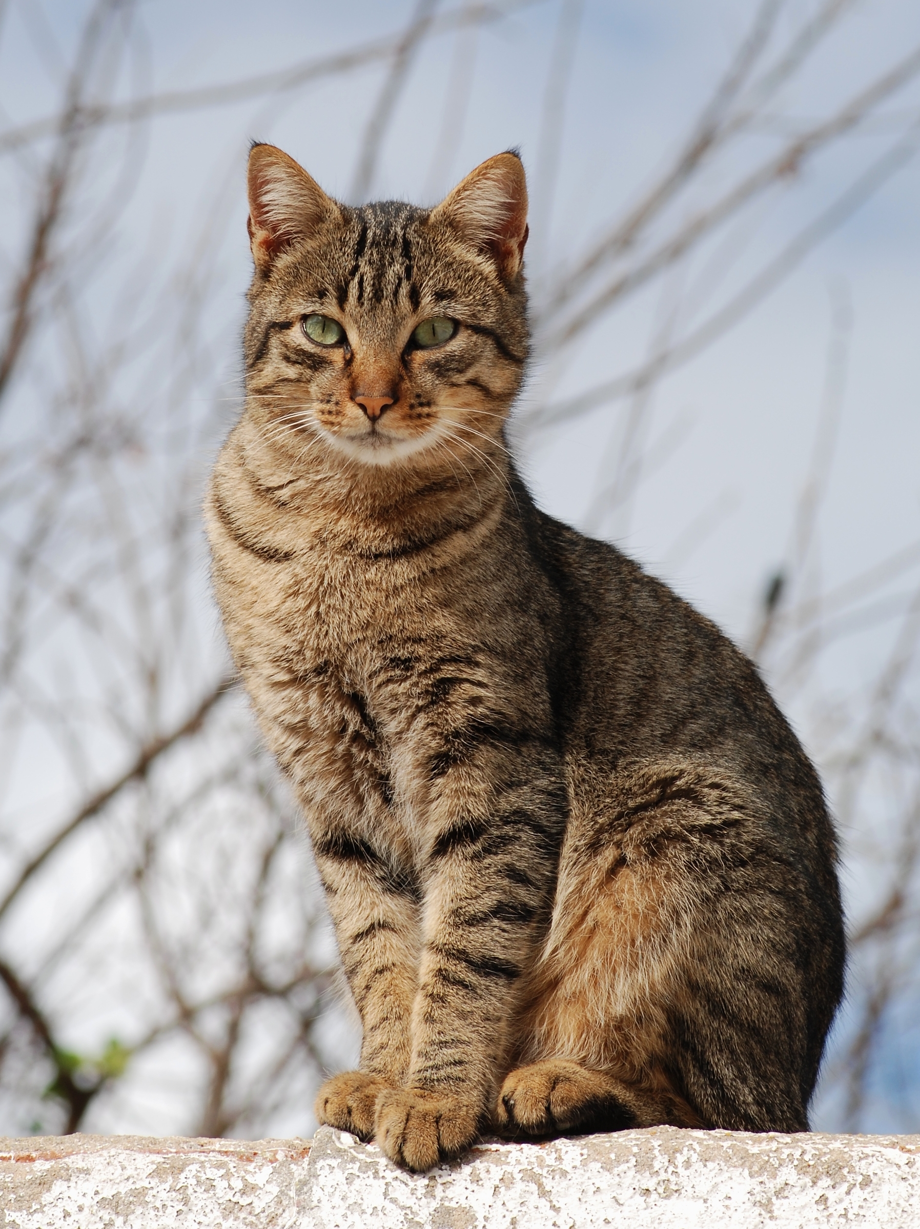 Tabby cat - Wikipedia