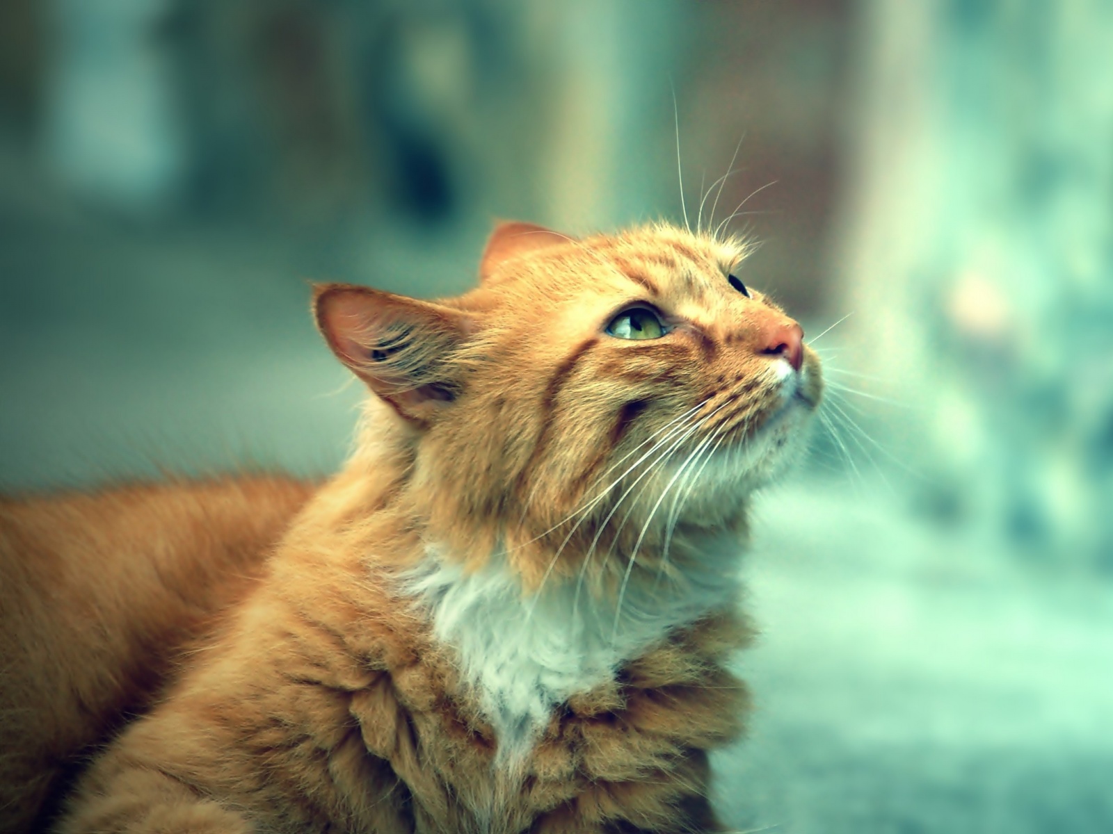 Image - Light-brown-Cat-1600fdfx1200.jpg | Animal Jam Clans Wiki ...