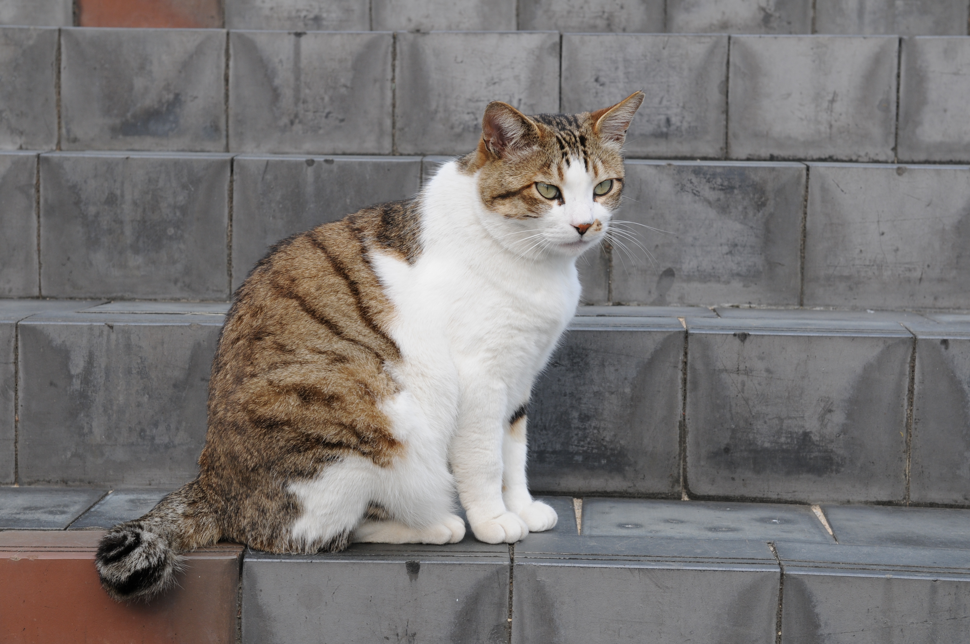 File:Brown and white tabby cat with green eyes-Hisashi-03.jpg ...