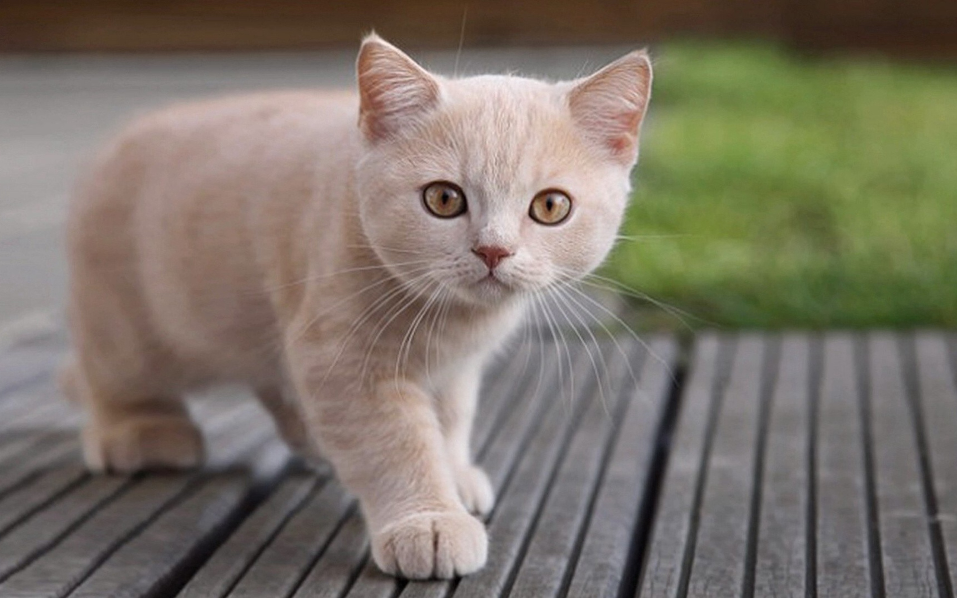Image - Cute-Light-Brown-Cat-1920x1200.jpg | Animal Jam Clans Wiki ...