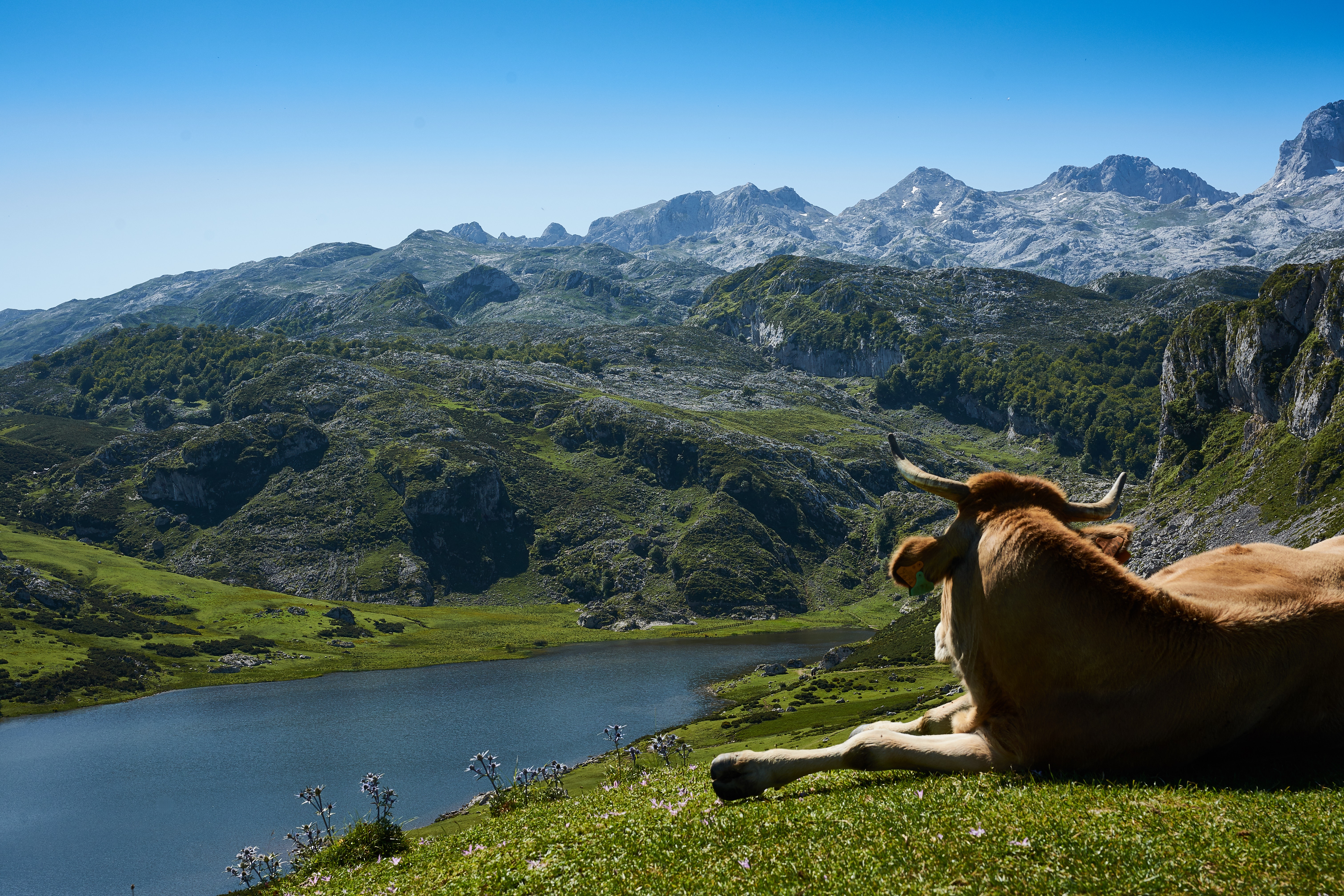 Brown cattle lying on grass field watching body of water surrounded by mountains photo