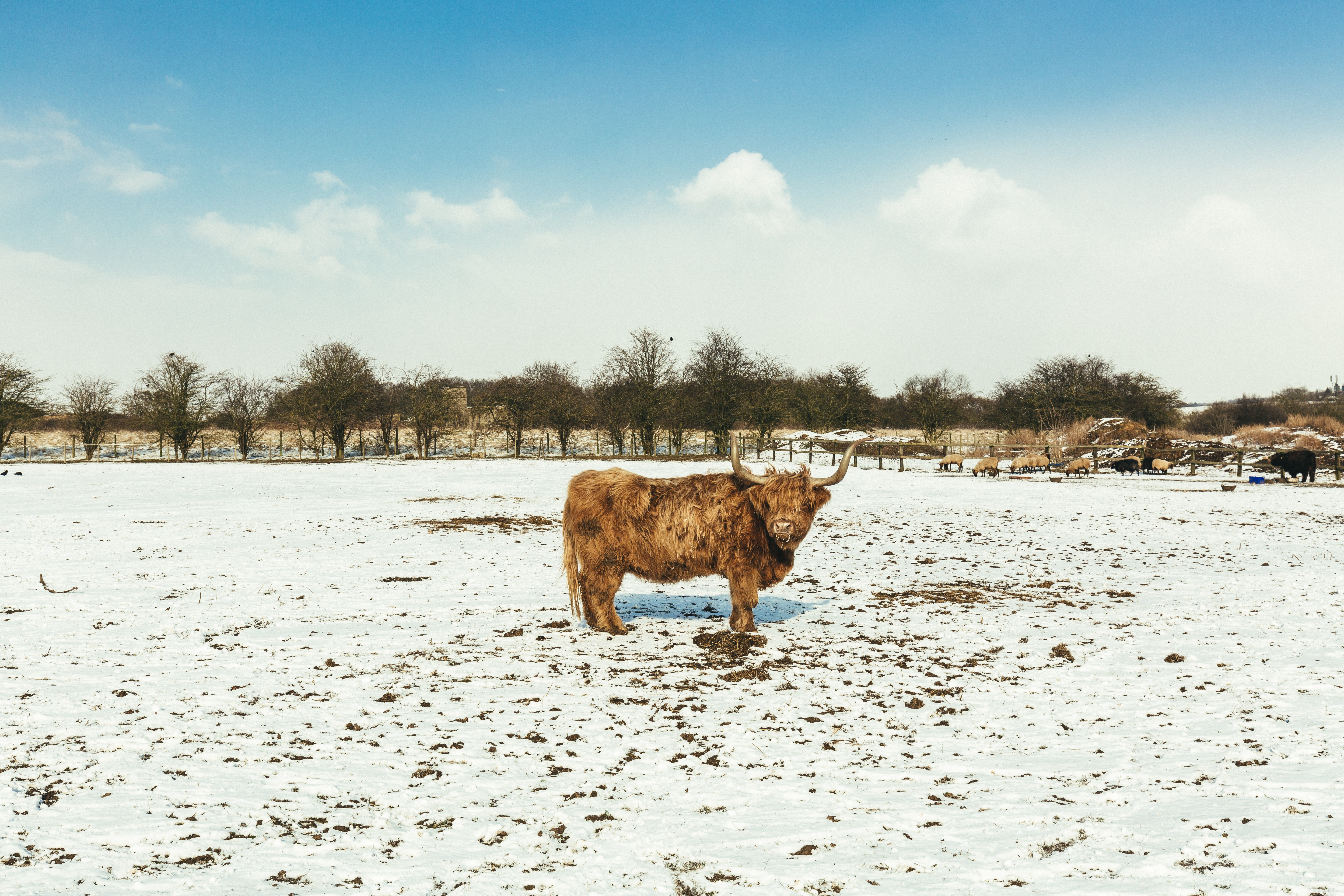 Brown cattle on white snow photo