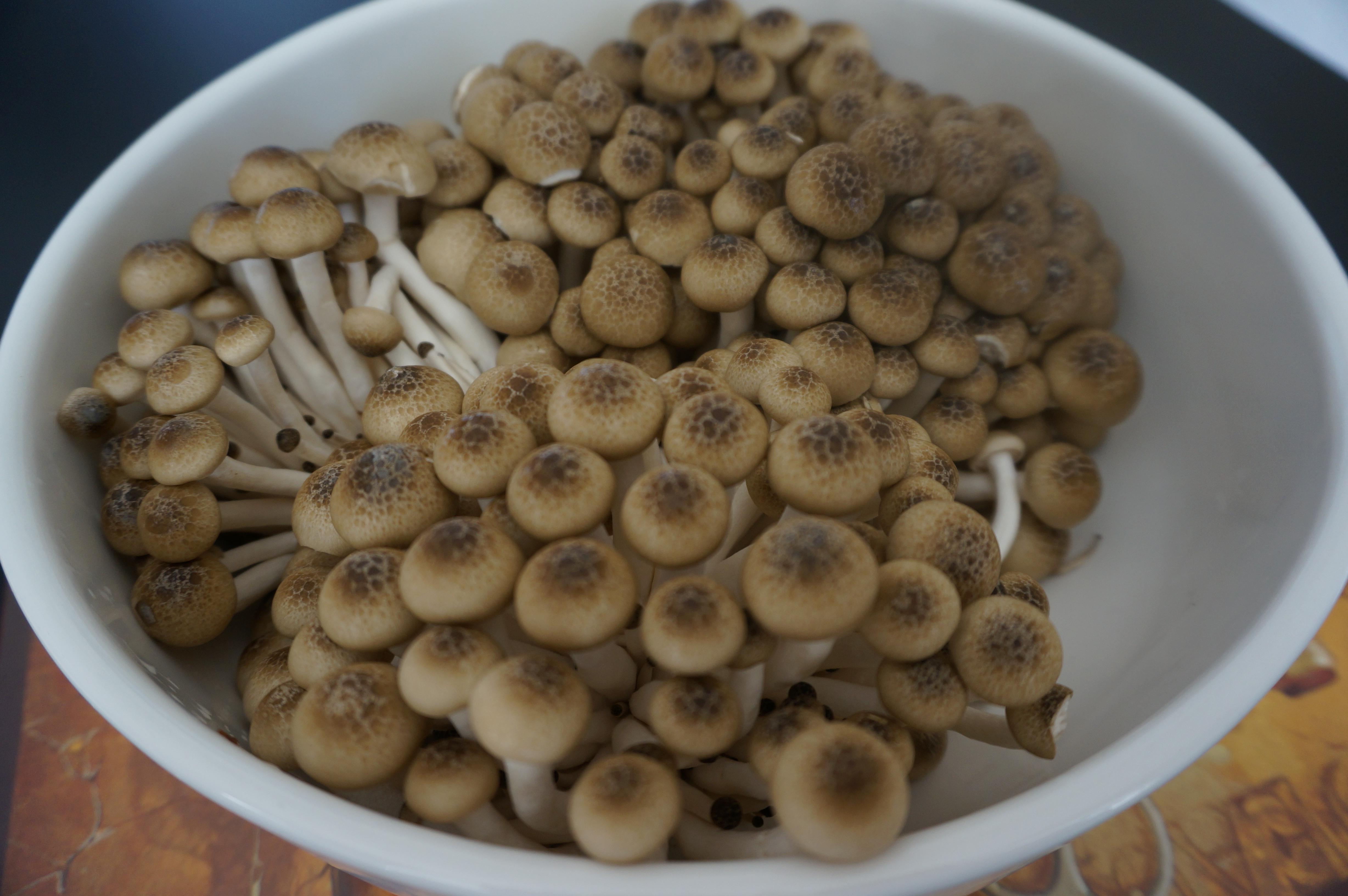 brown clamshell | fungi foodie