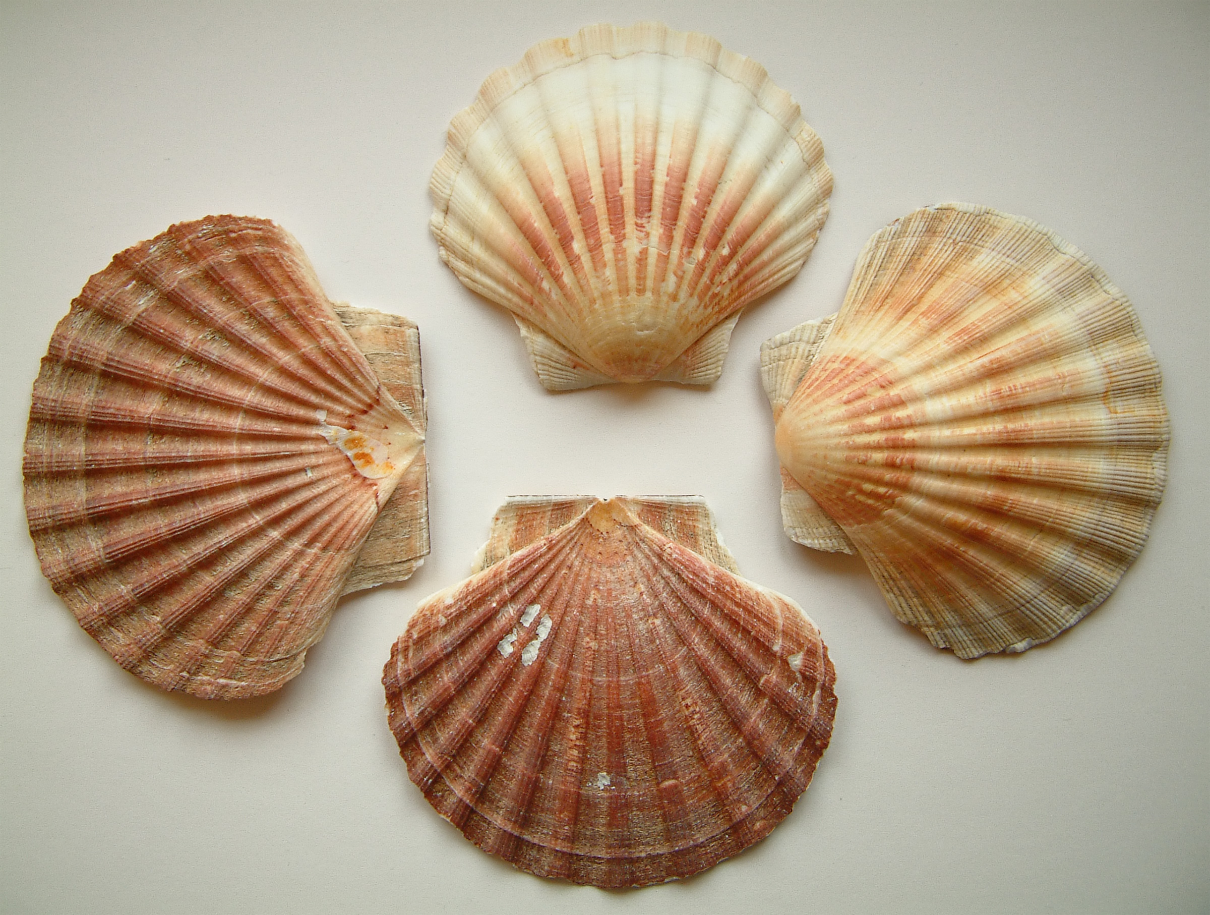 Day 21~ Sea Shells, their Meanings and Magick – SeastarsMermaidsCove