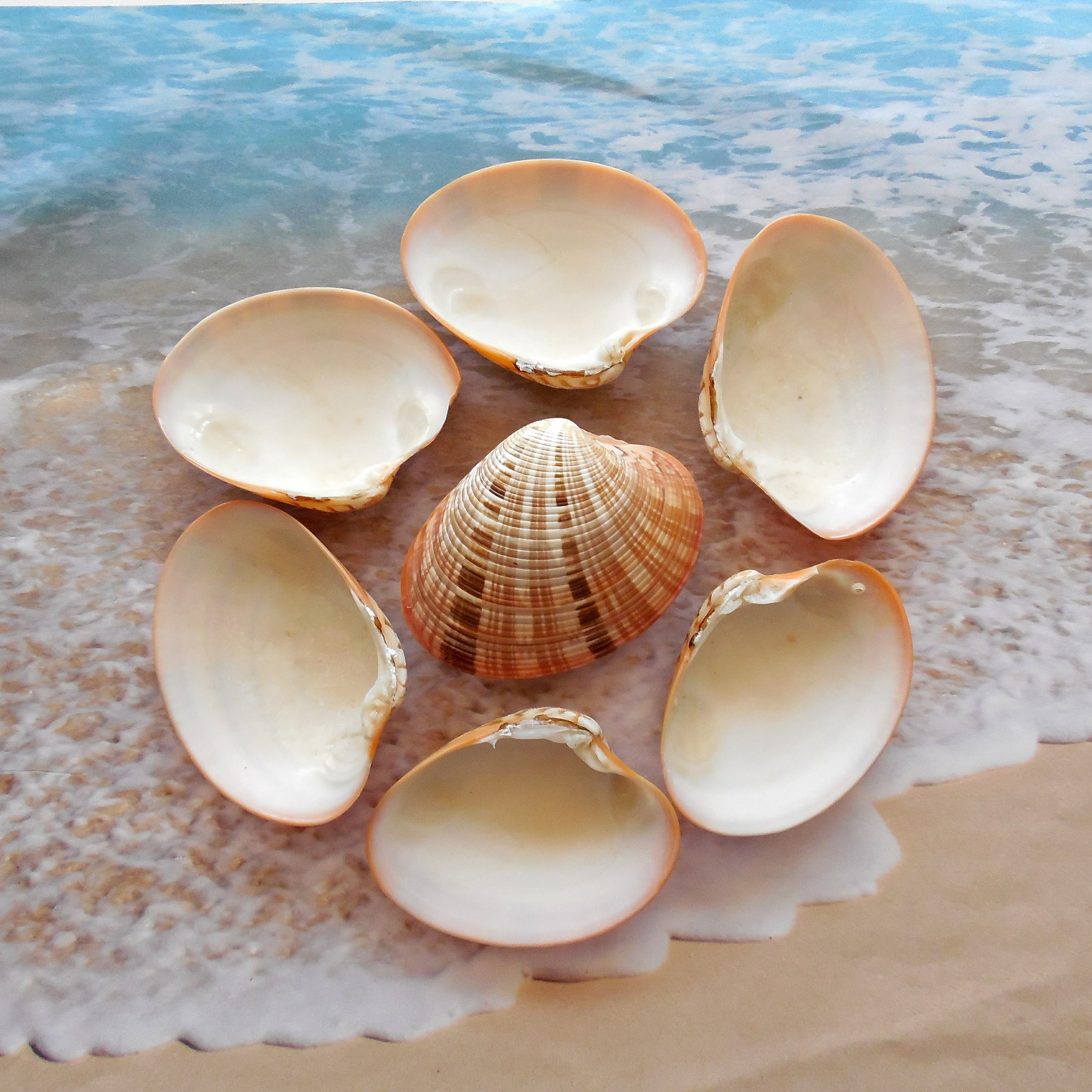 Venus Clam Shells (8 halves) Polished Seashells, Bulk Clam Shells ...