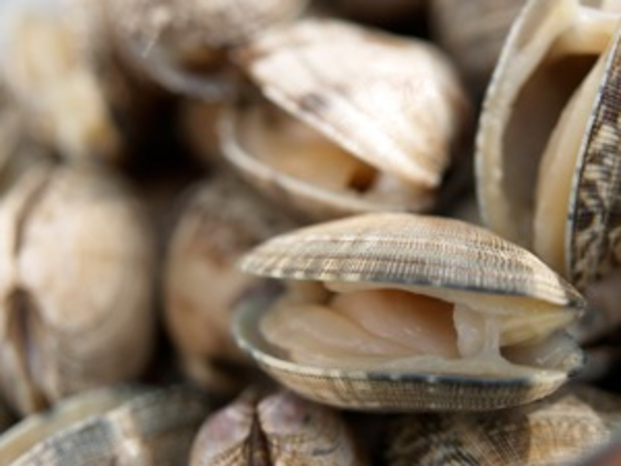 Clams: an overview | Inland Seafood