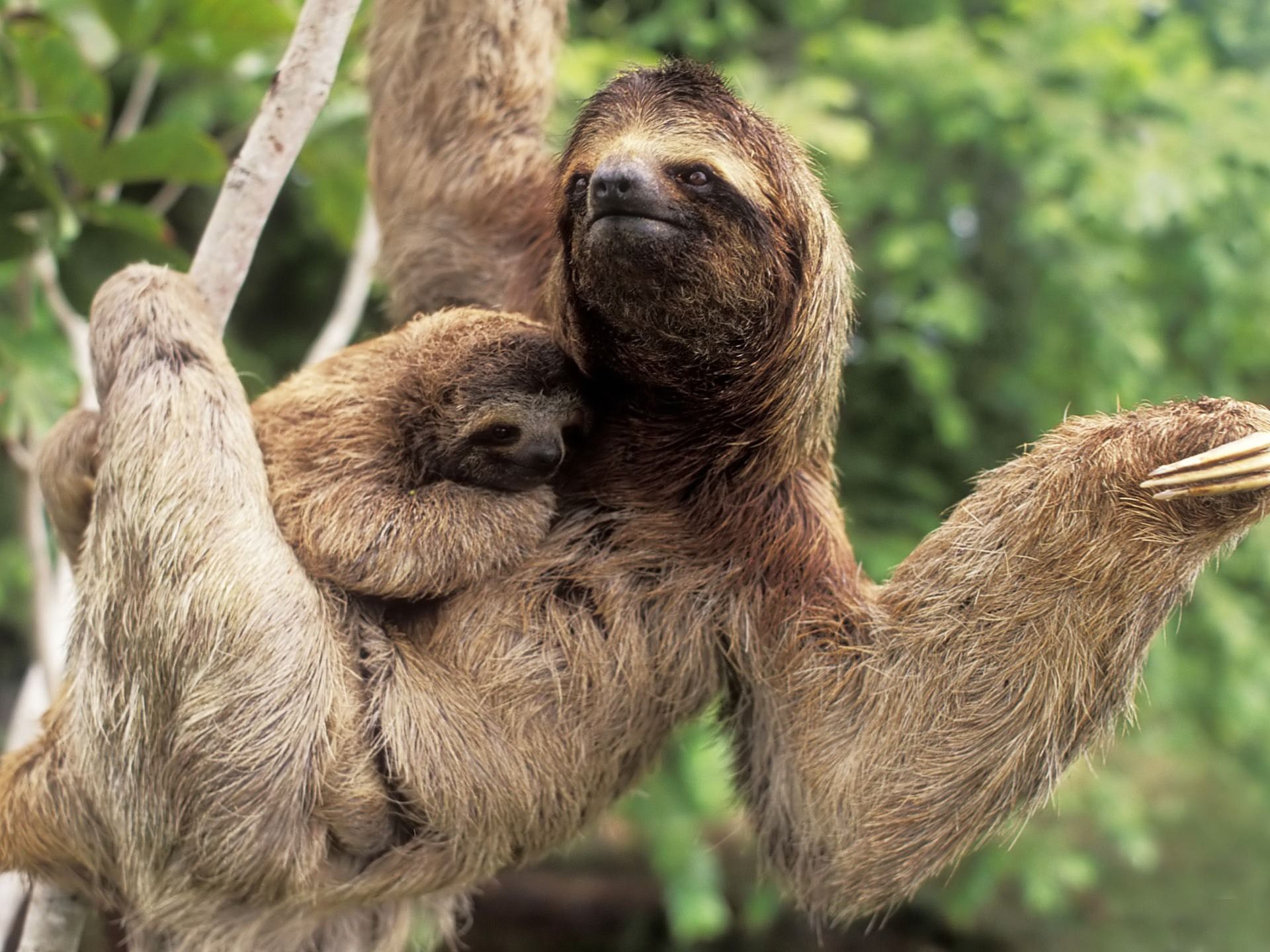Sloth or Sloths are medium-sized mammals belonging to the families ...