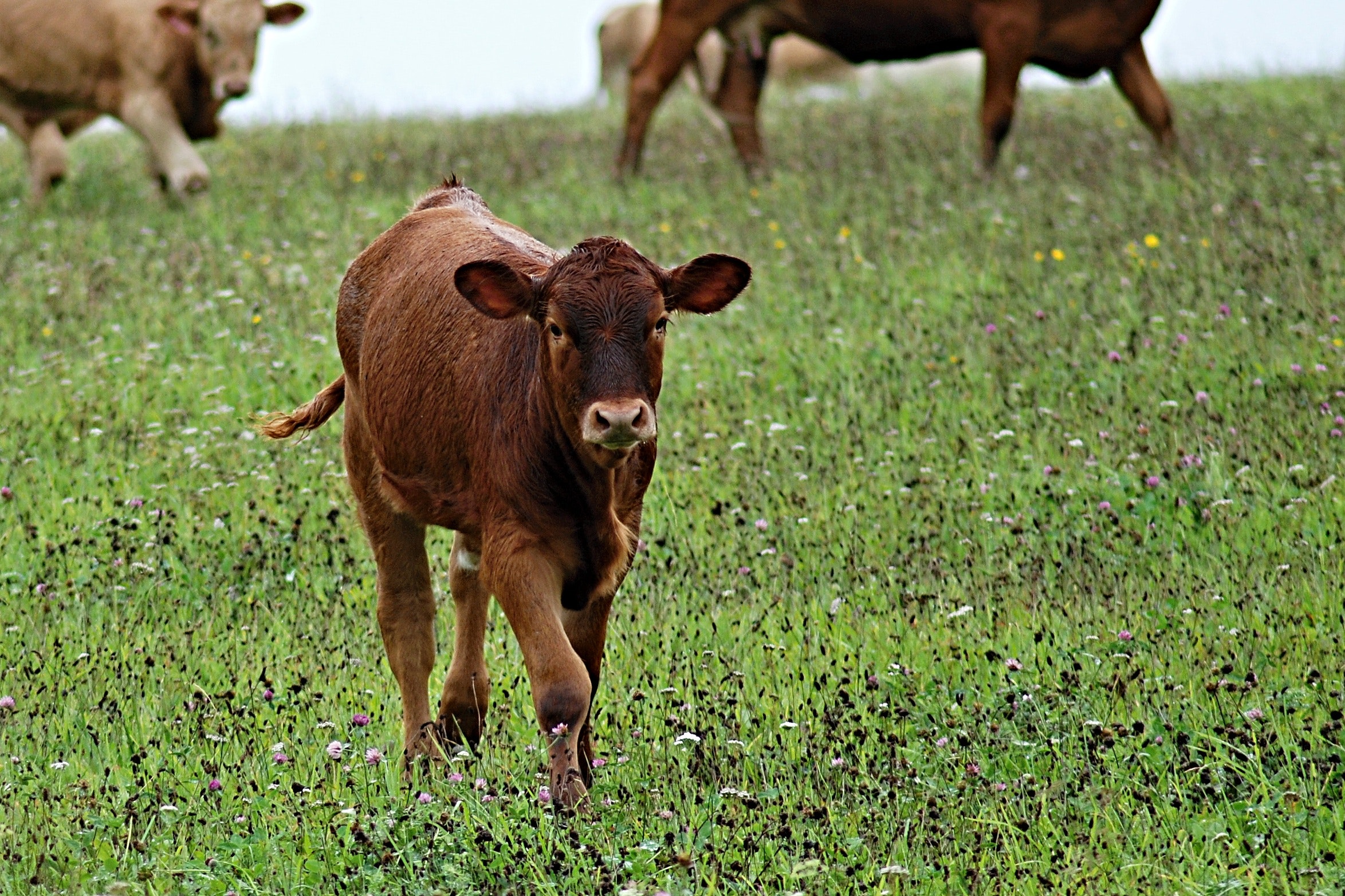 Brown cow in green leaf grass during daytime photo