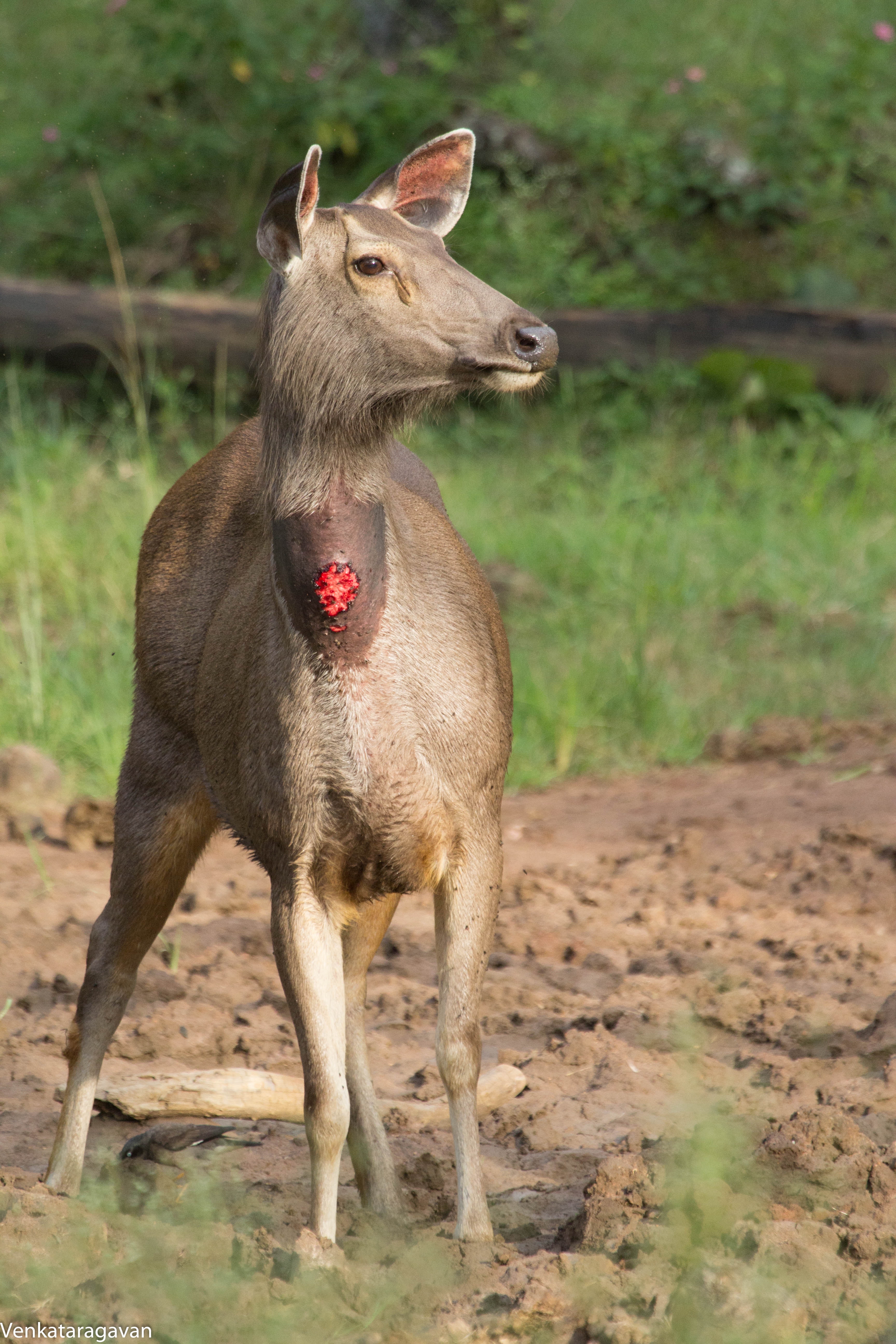 Free stock photo of brown, deer, female