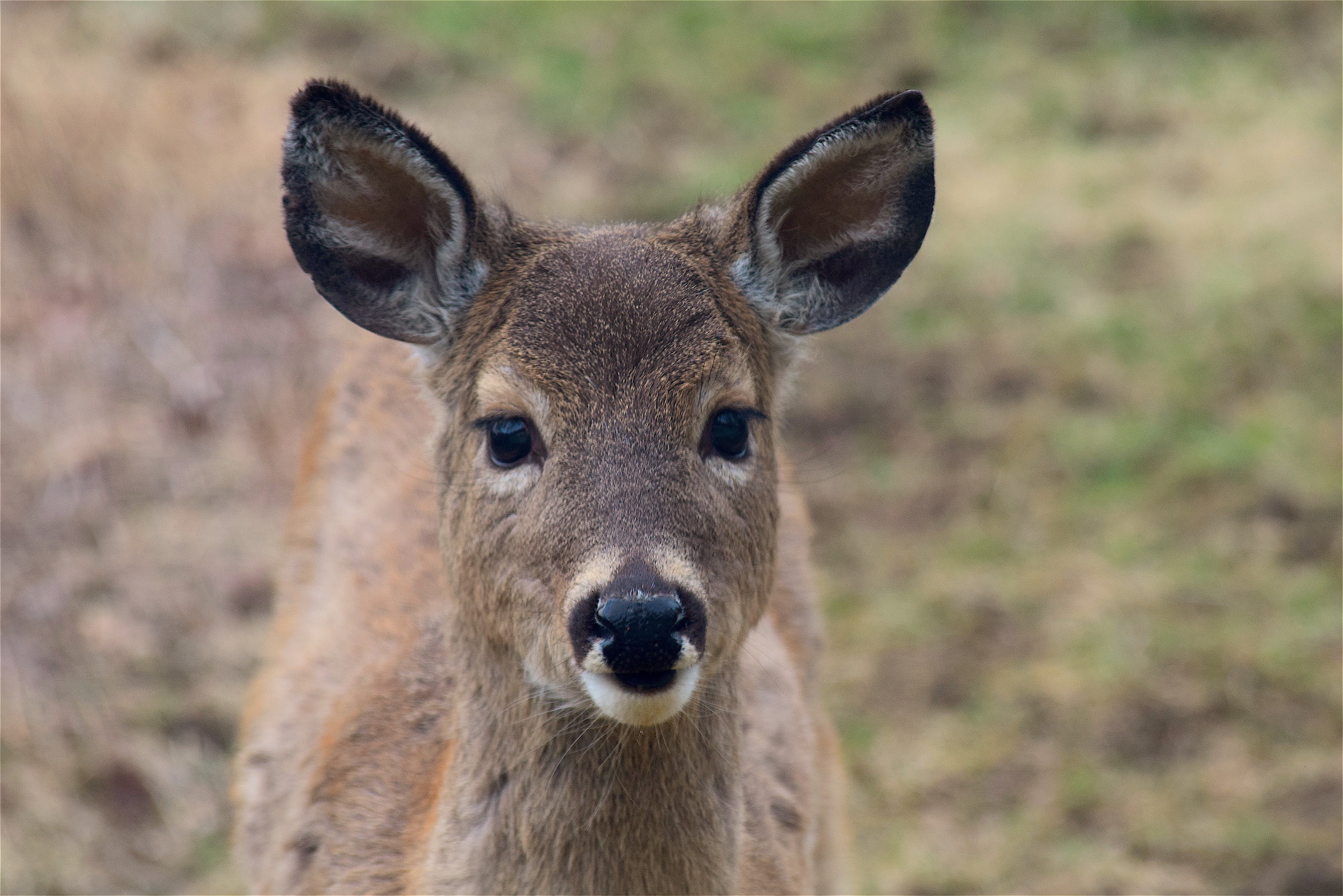 Brown deer, Deer, Muzzle, Ears HD wallpaper | Wallpaper Flare