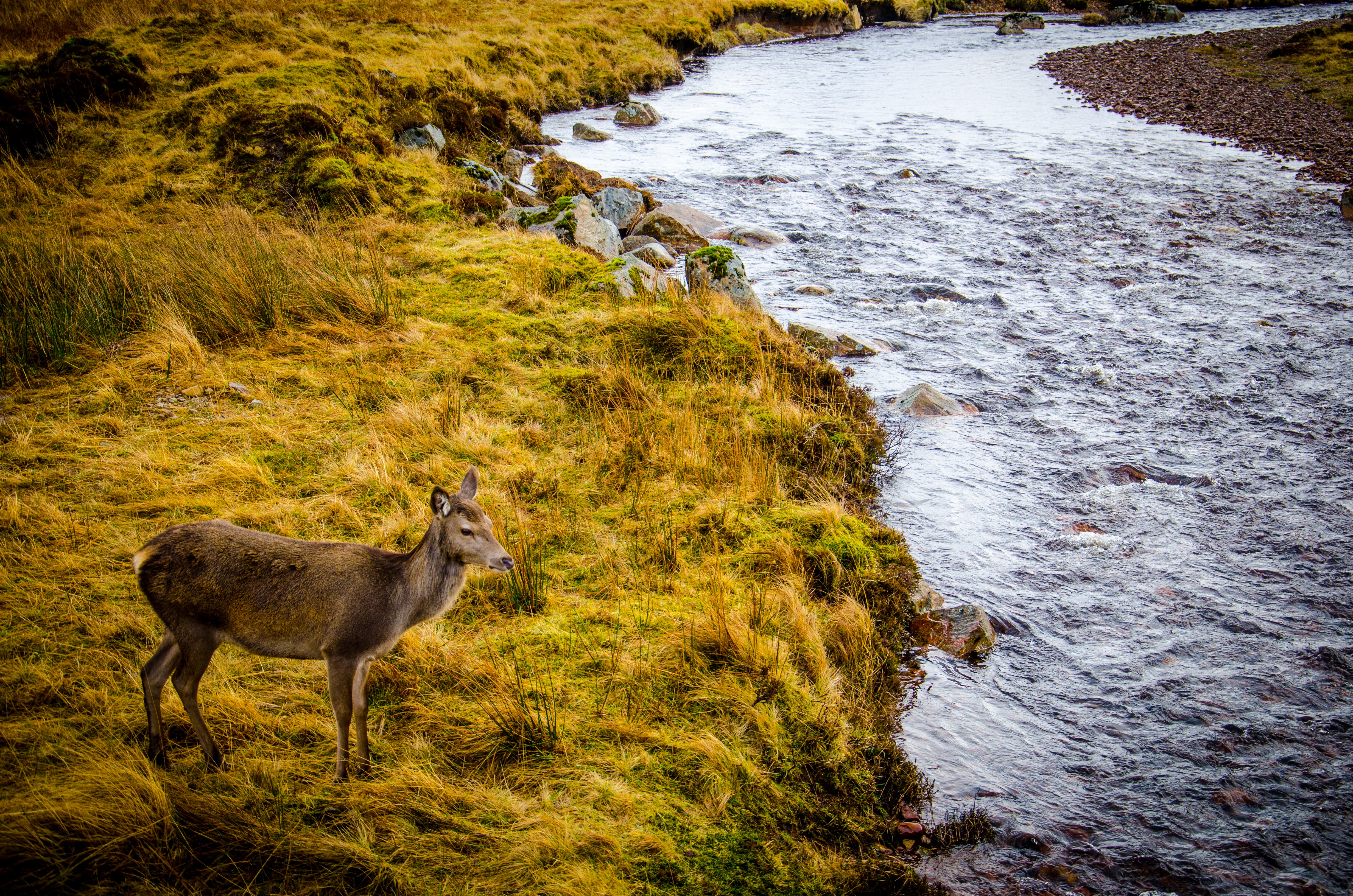 Brown deer standing on grass beside river during daytime photo