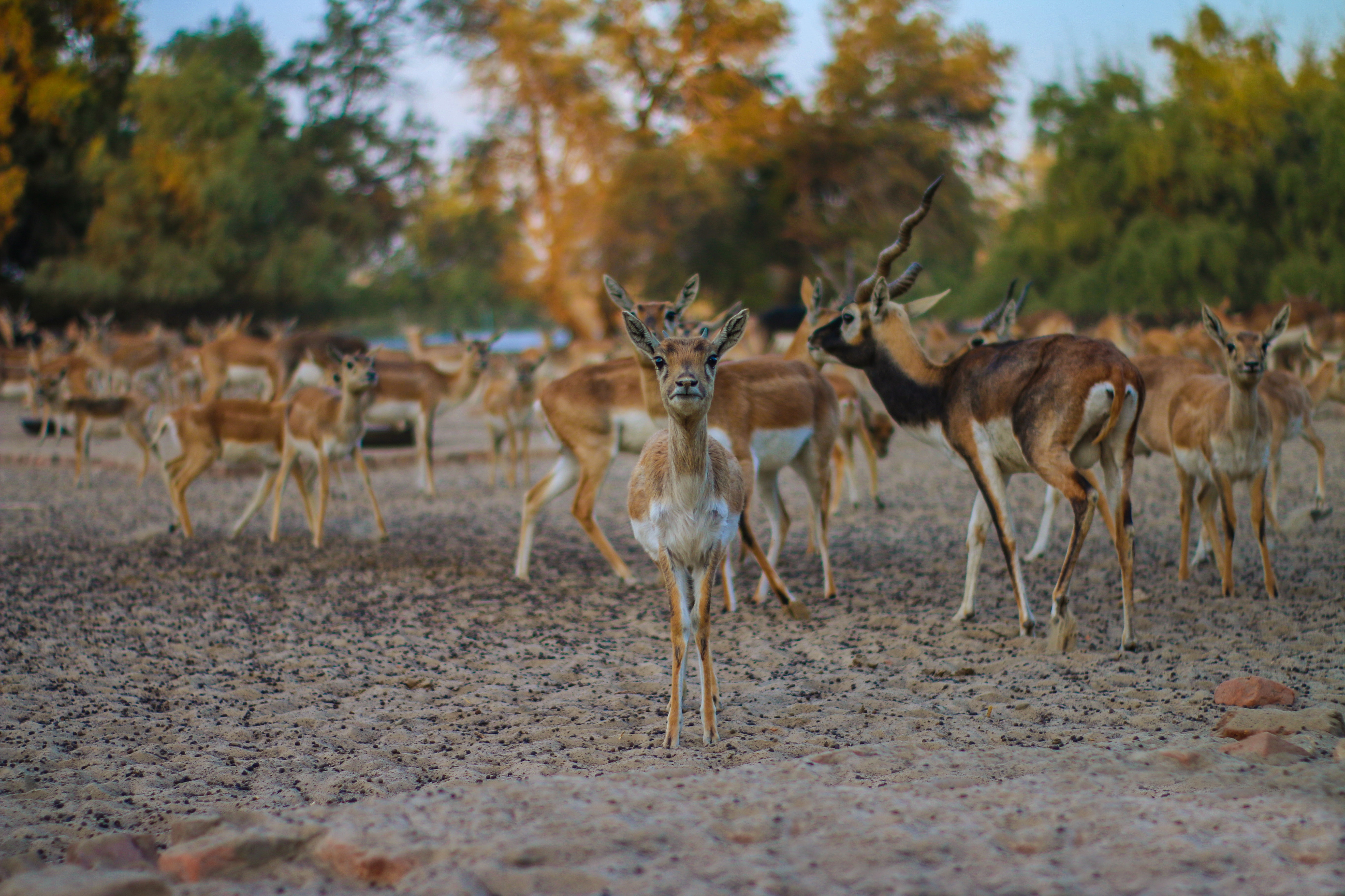 Brown Deer, Animal photography, Herd, Wild animal, Wild, HQ Photo