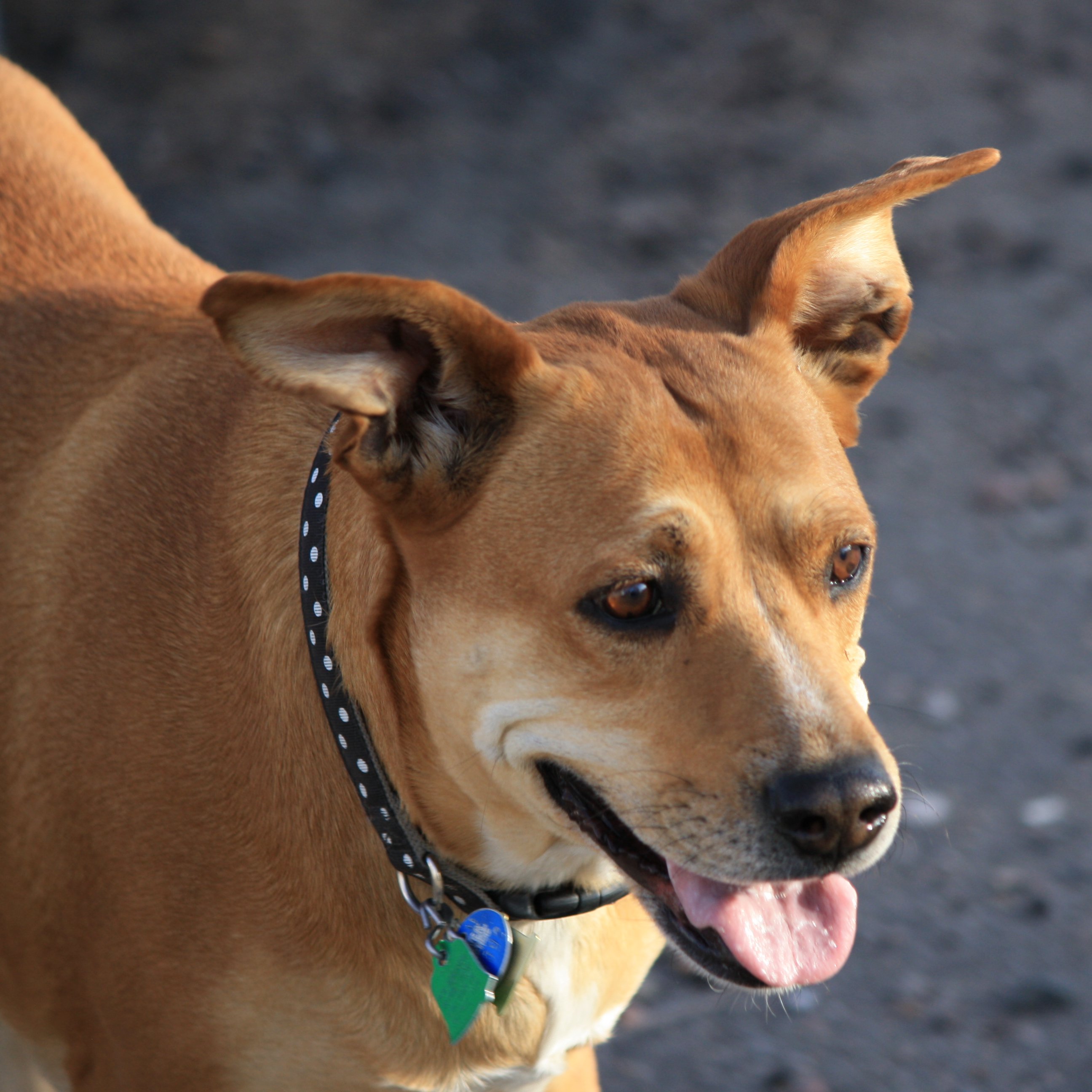 Brown Dog with Perky Ears Picture | Free Photograph | Photos Public ...