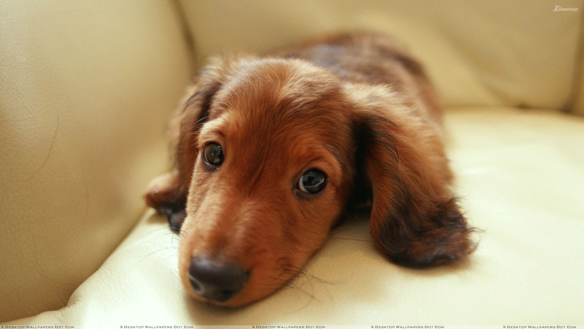 Face Closeup Of Brown Dog On Sofa Wallpaper