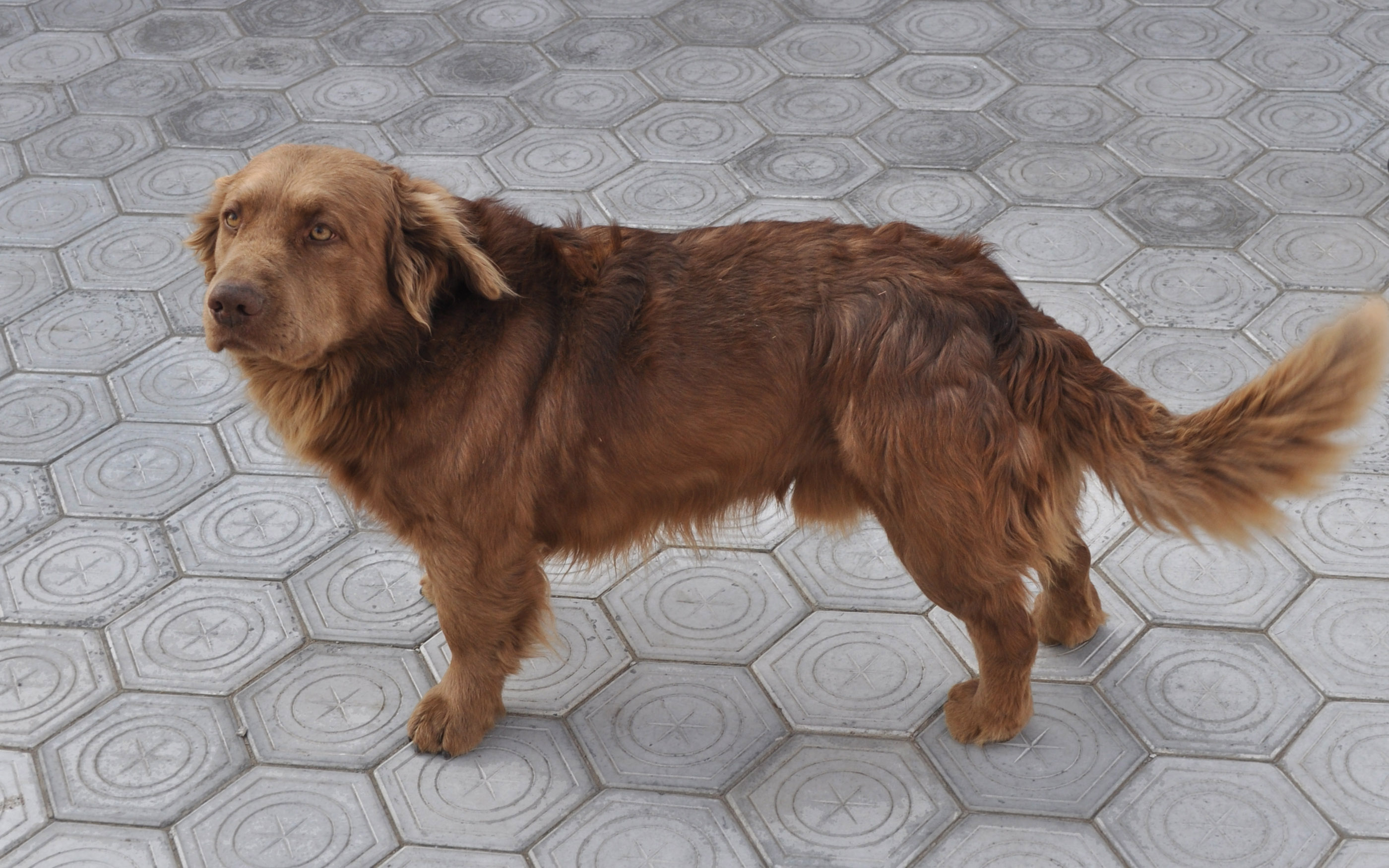File:Brown Dog.jpg - Wikimedia Commons