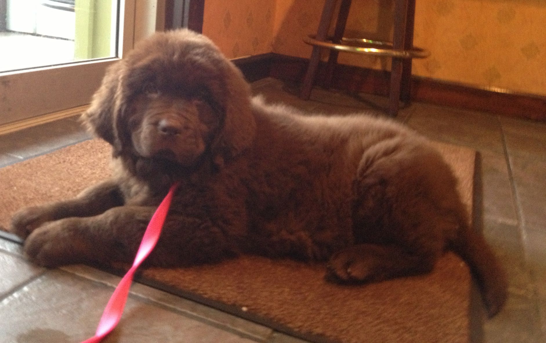 Lucy. Brown Newfoundland puppy. | adorable kitties & other cute-as ...