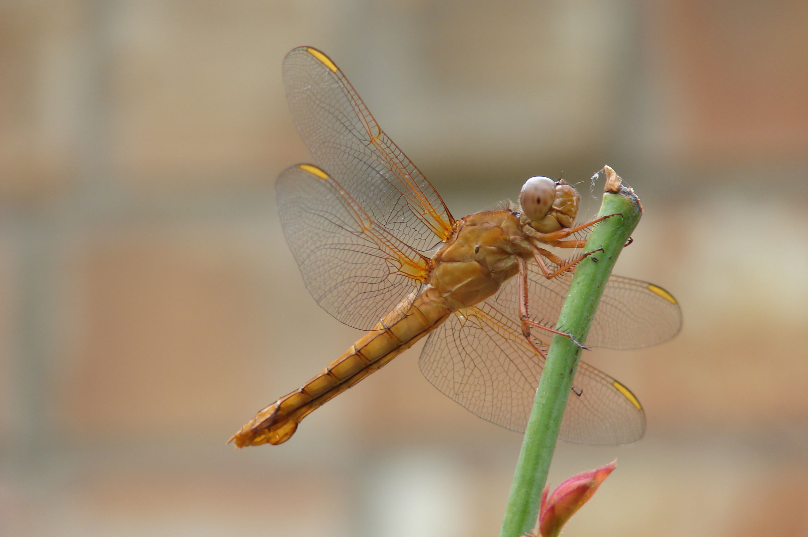 File:Dragonfly-Brown-070624.jpg - Wikimedia Commons