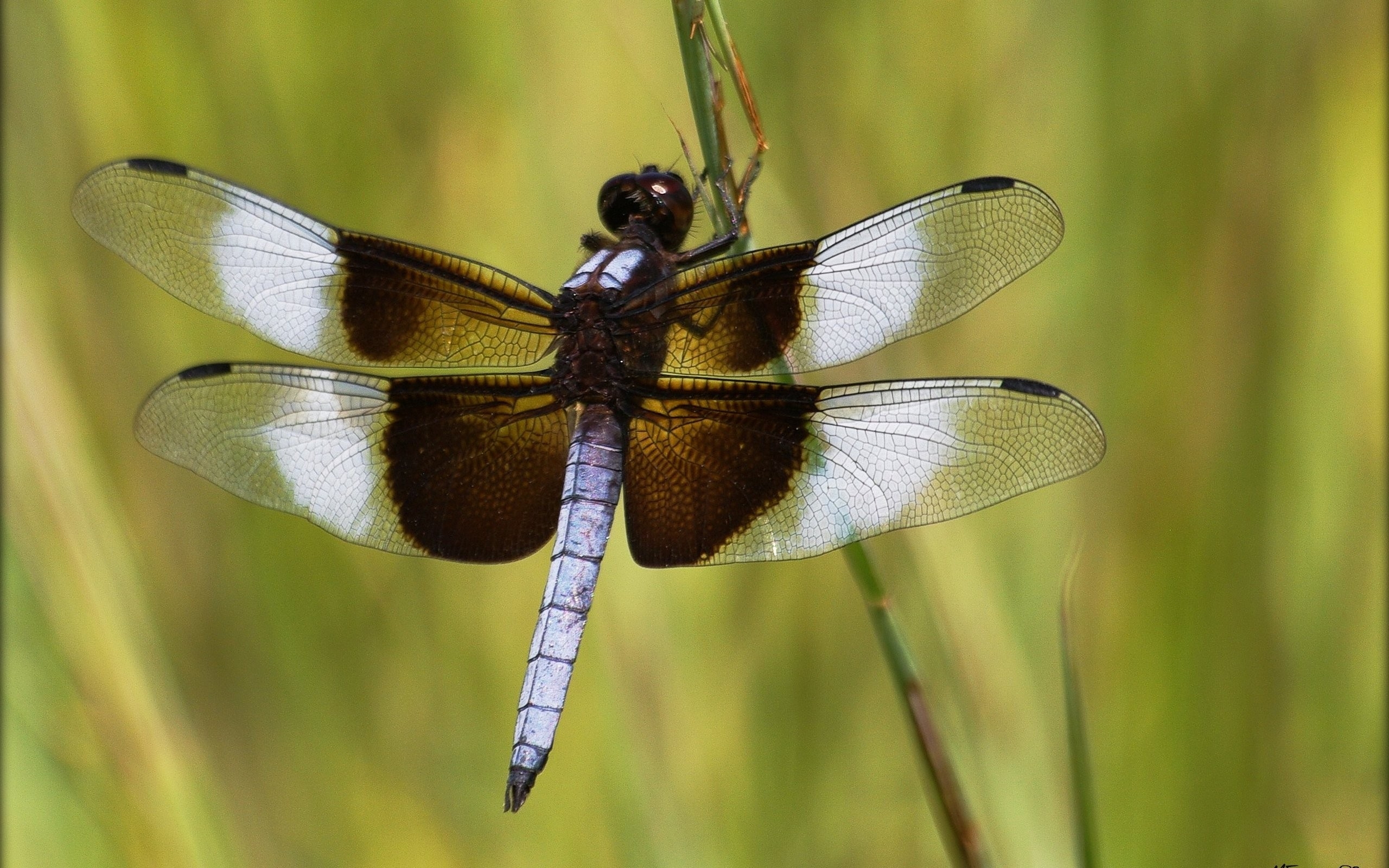 Brown dragonfly / 2560 x 1600 / Macro / Photography | MIRIADNA.COM