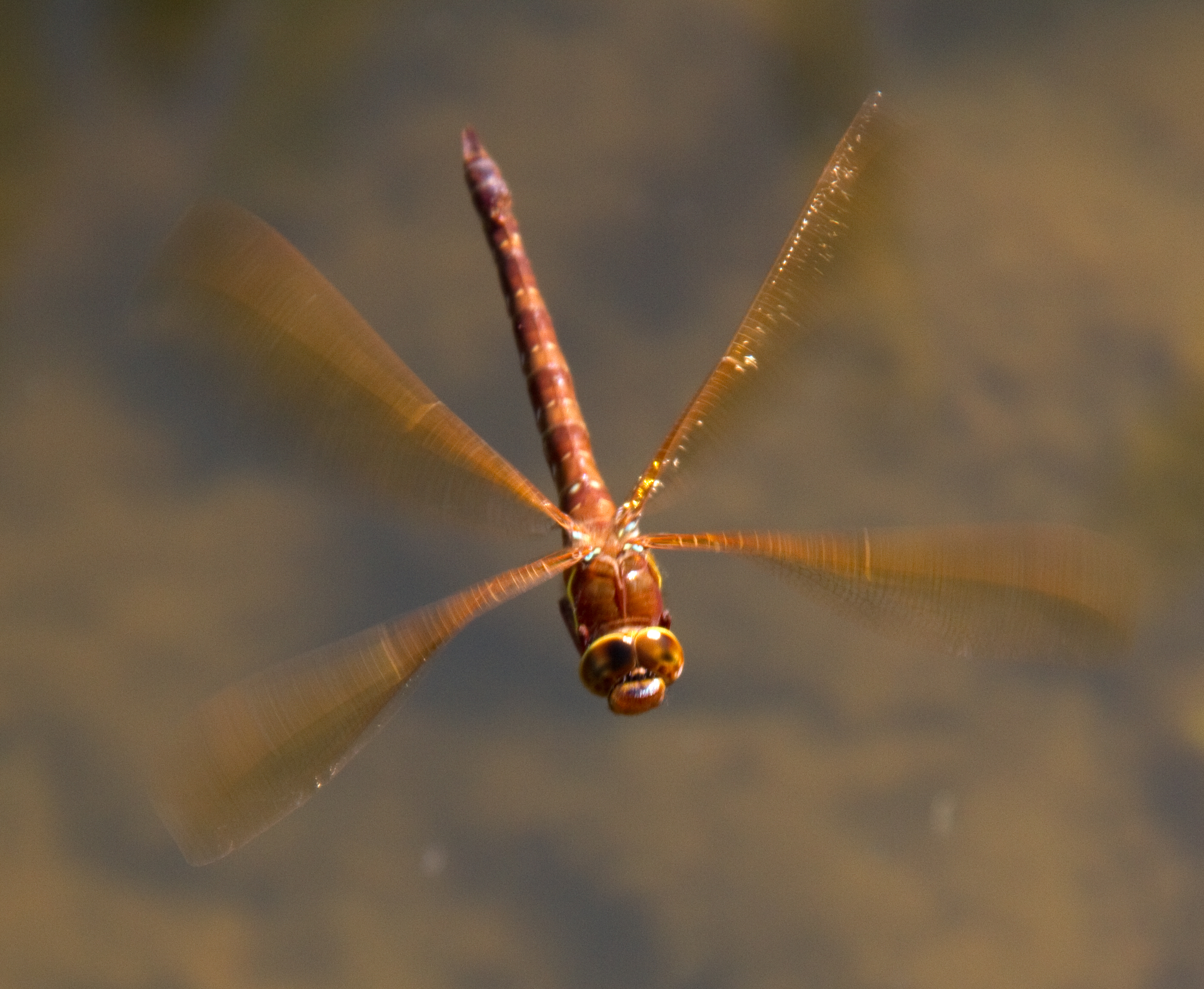 File:Brown Dragonfly 1 (7622685534).jpg - Wikimedia Commons