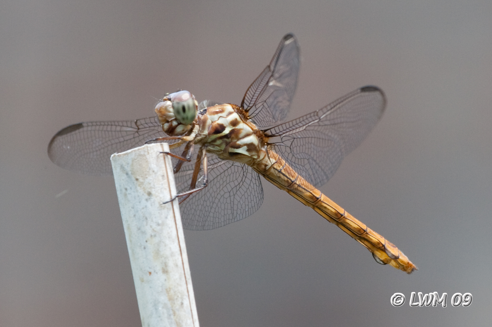 Brown Dragonfly | Texdr's Blog