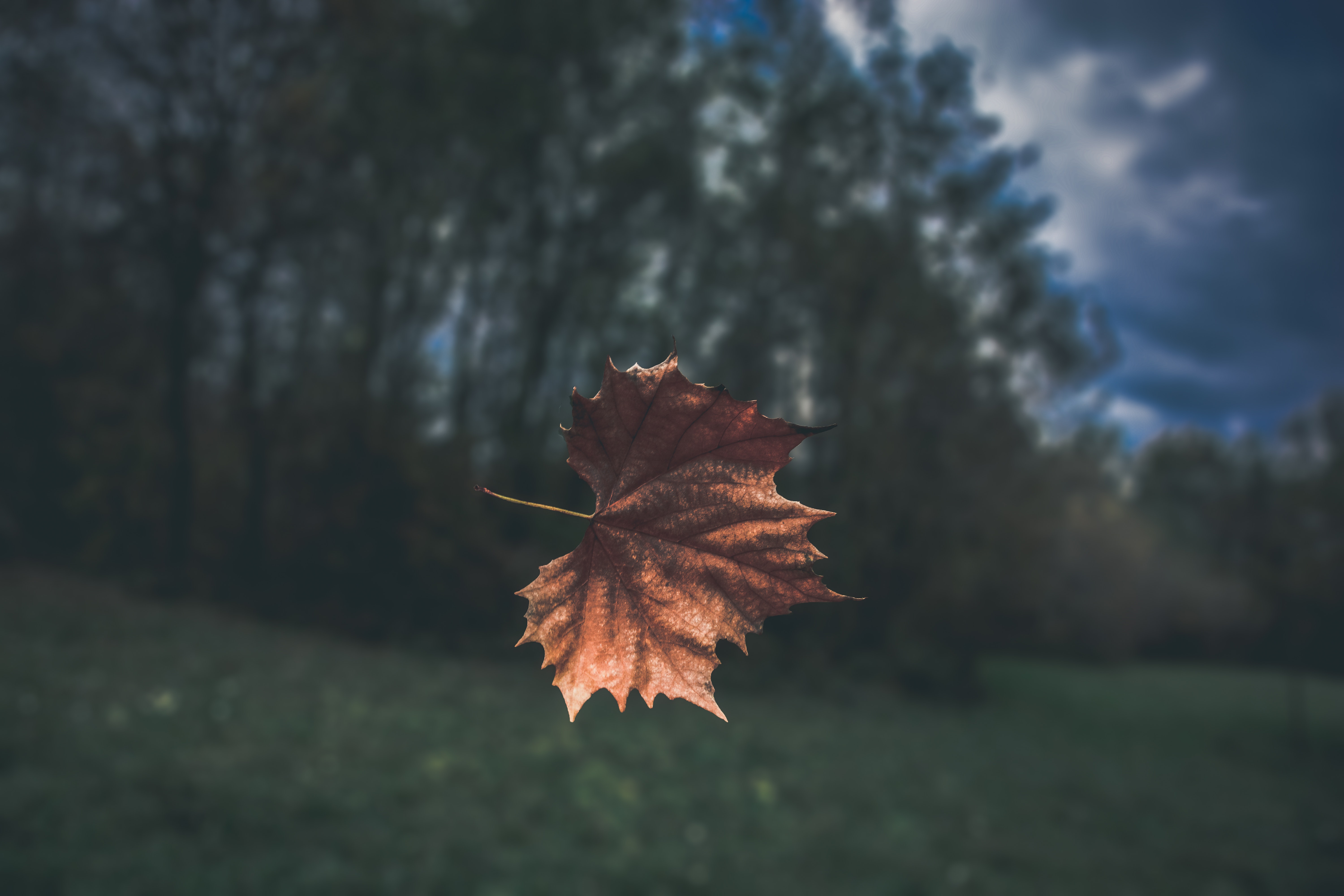 Brown dried leaf photo