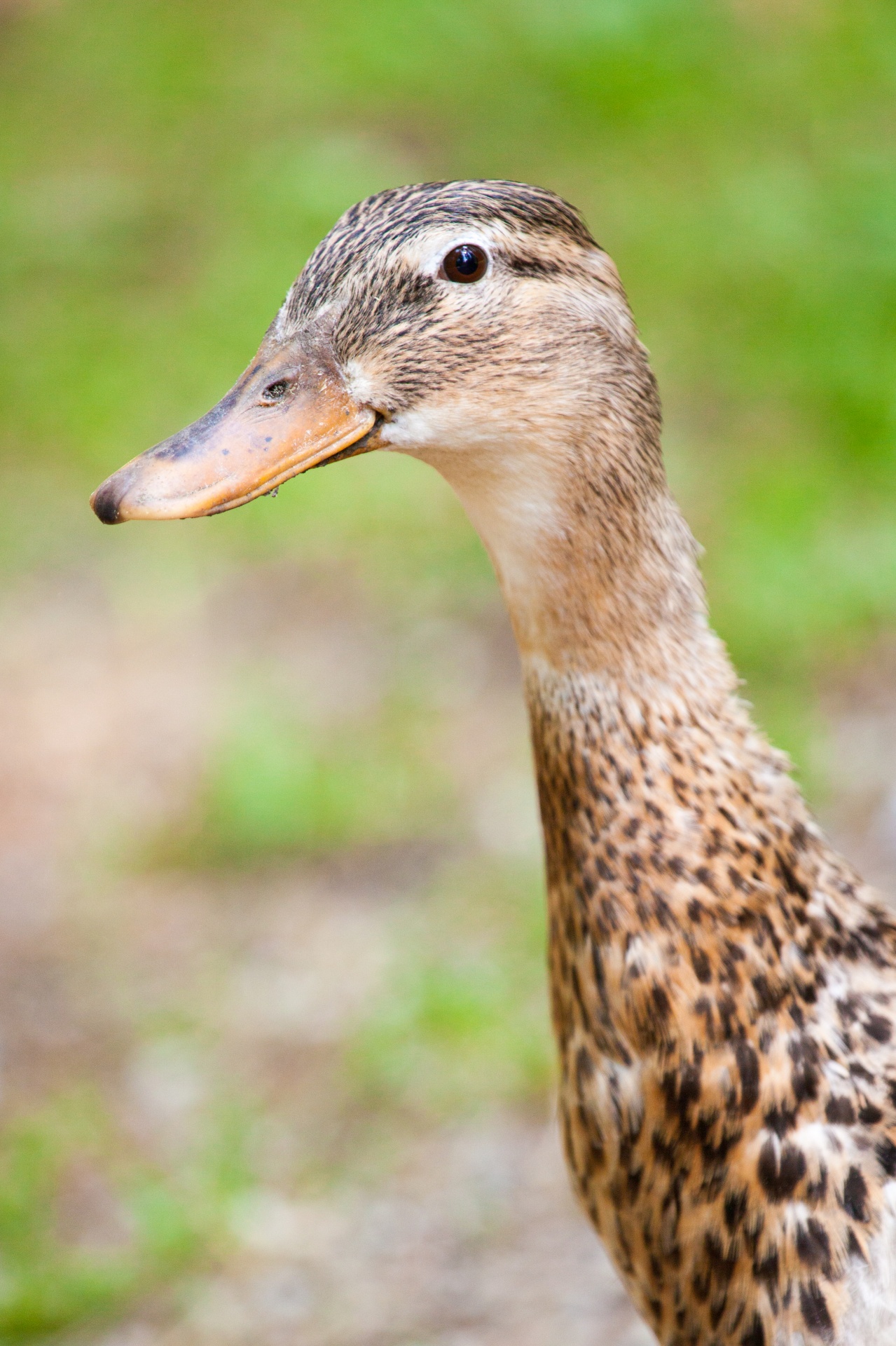 Brown Duck Free Stock Photo - Public Domain Pictures
