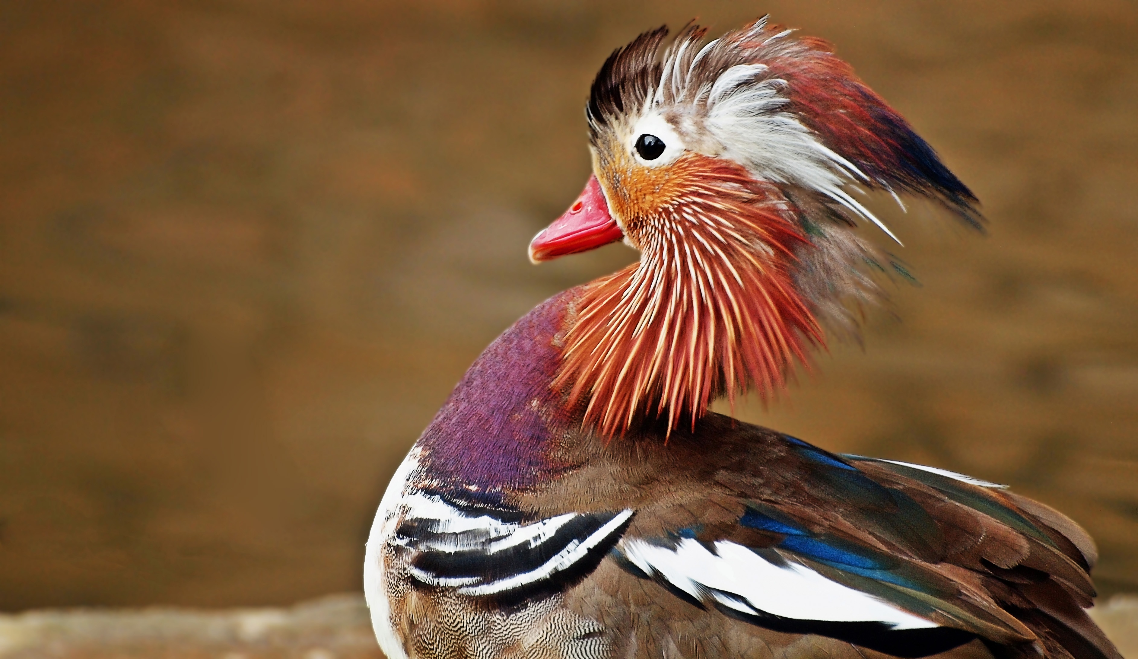 Free Images : wing, animal, wildlife, wild, red, beak, colourful ...