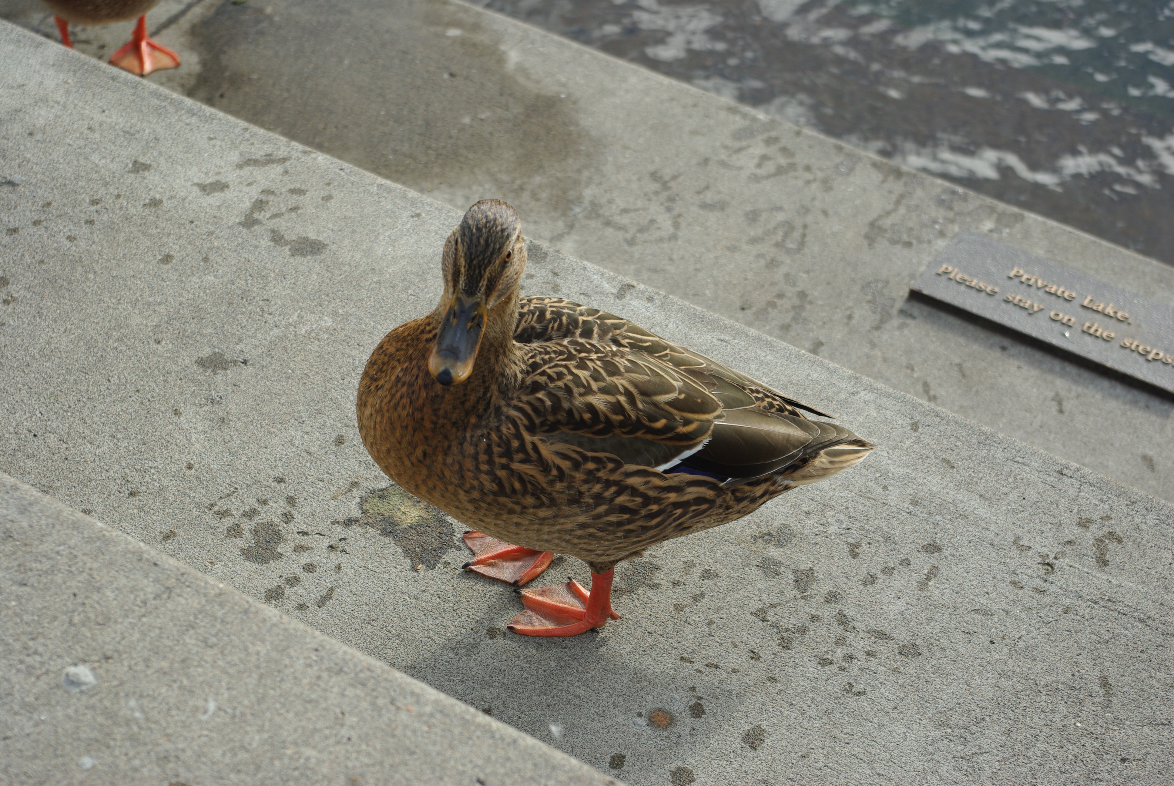 File:Lone brown duck at Millennium Plaza on Lakewood Bay - Lake ...