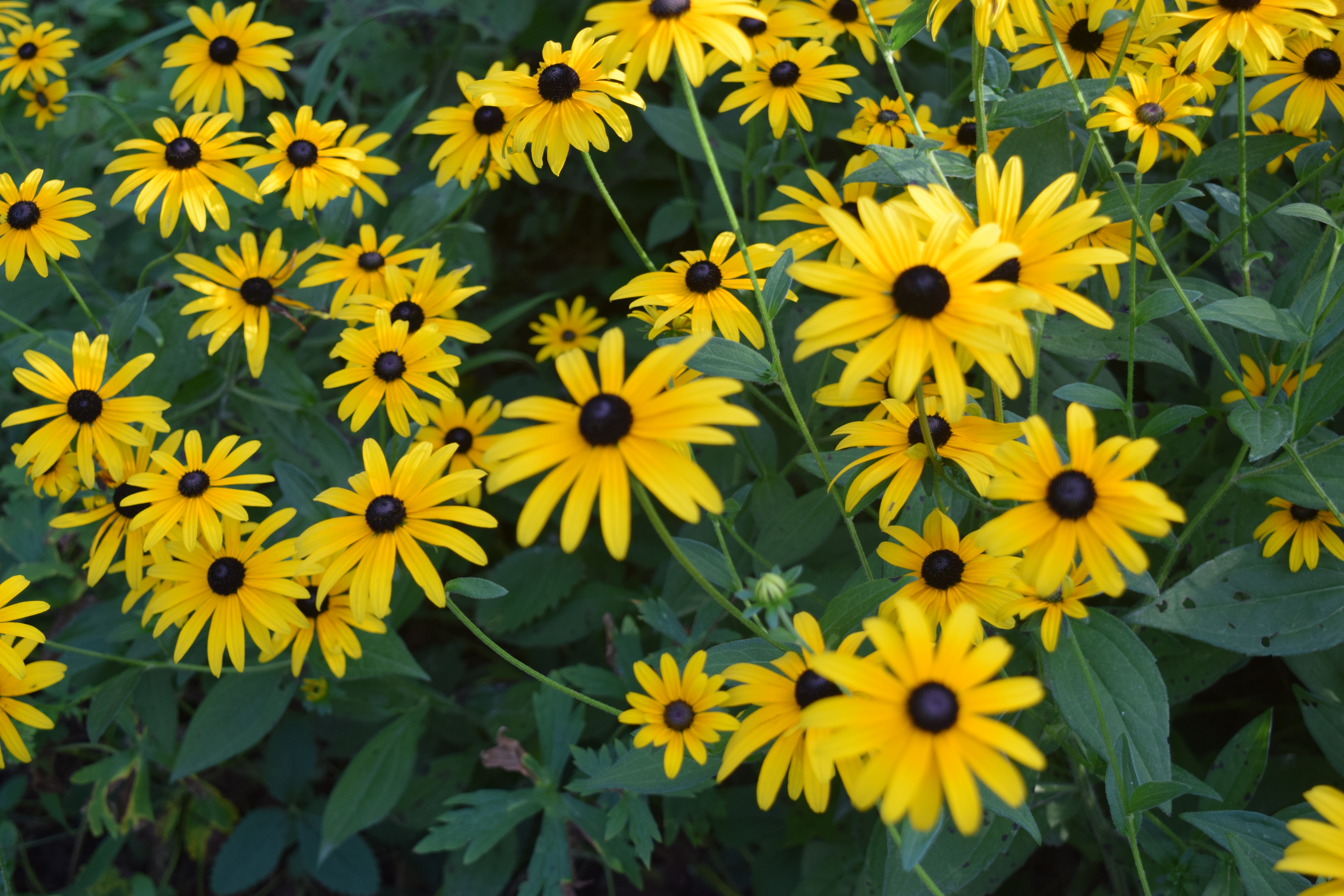 Black-Eyed Susan, Brown-Eyed Susan, and Olof Rudbeck the Younger ...