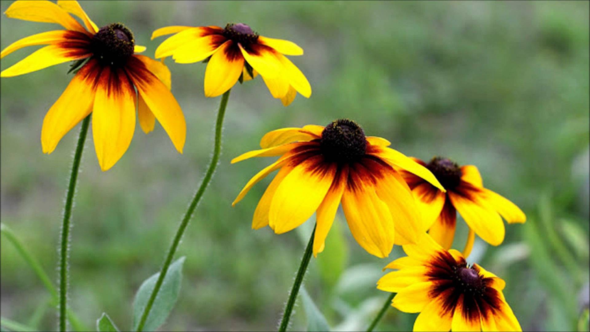 Brown Eyed Susan For Sale - YouTube