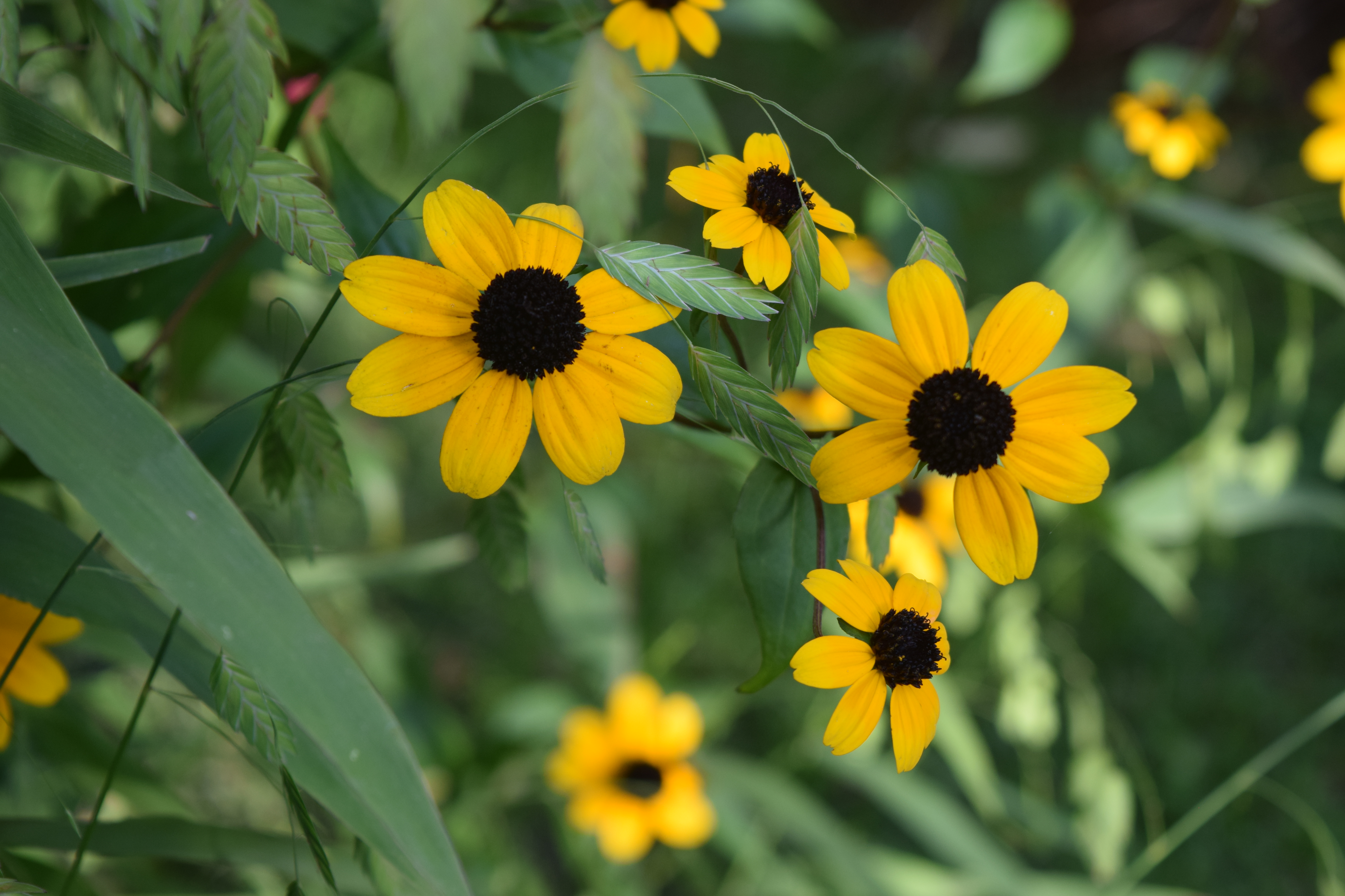 Black-Eyed Susan, Brown-Eyed Susan, and Olof Rudbeck the Younger ...