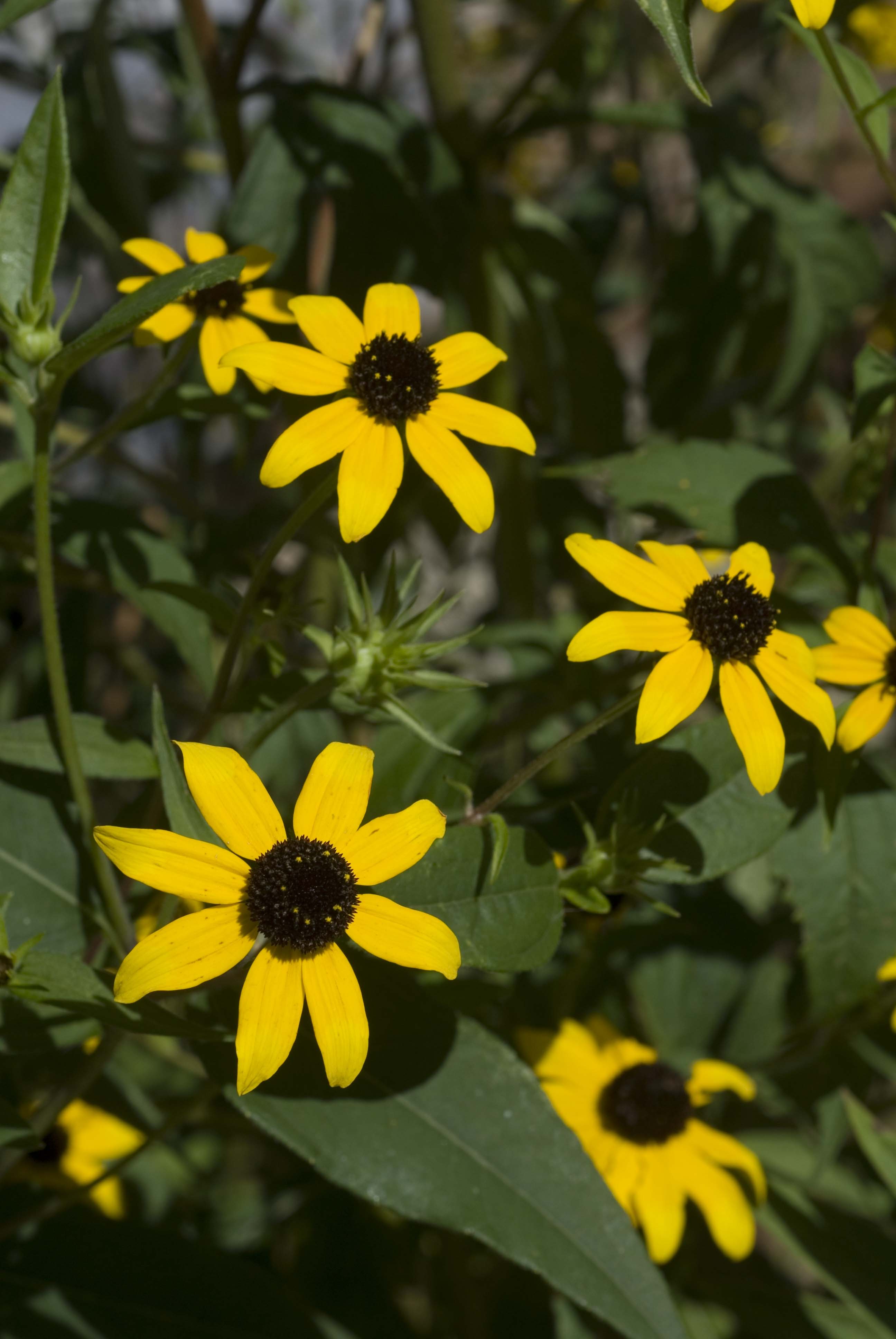 Rudbeckia triloba (Brown-Eyed Susan) - Citizens for Conservation's ...