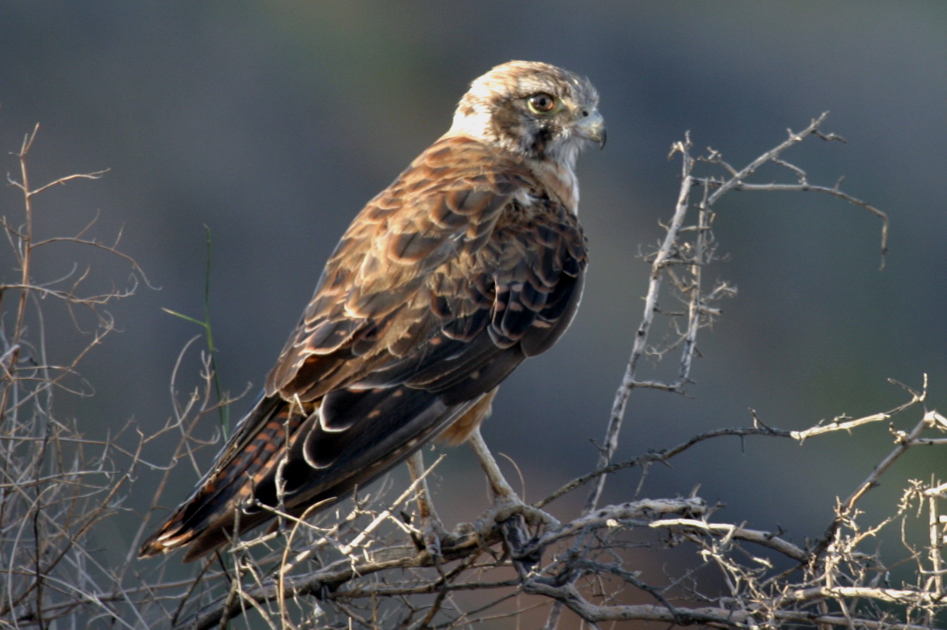 Brown Falcon | BIRDS in BACKYARDS