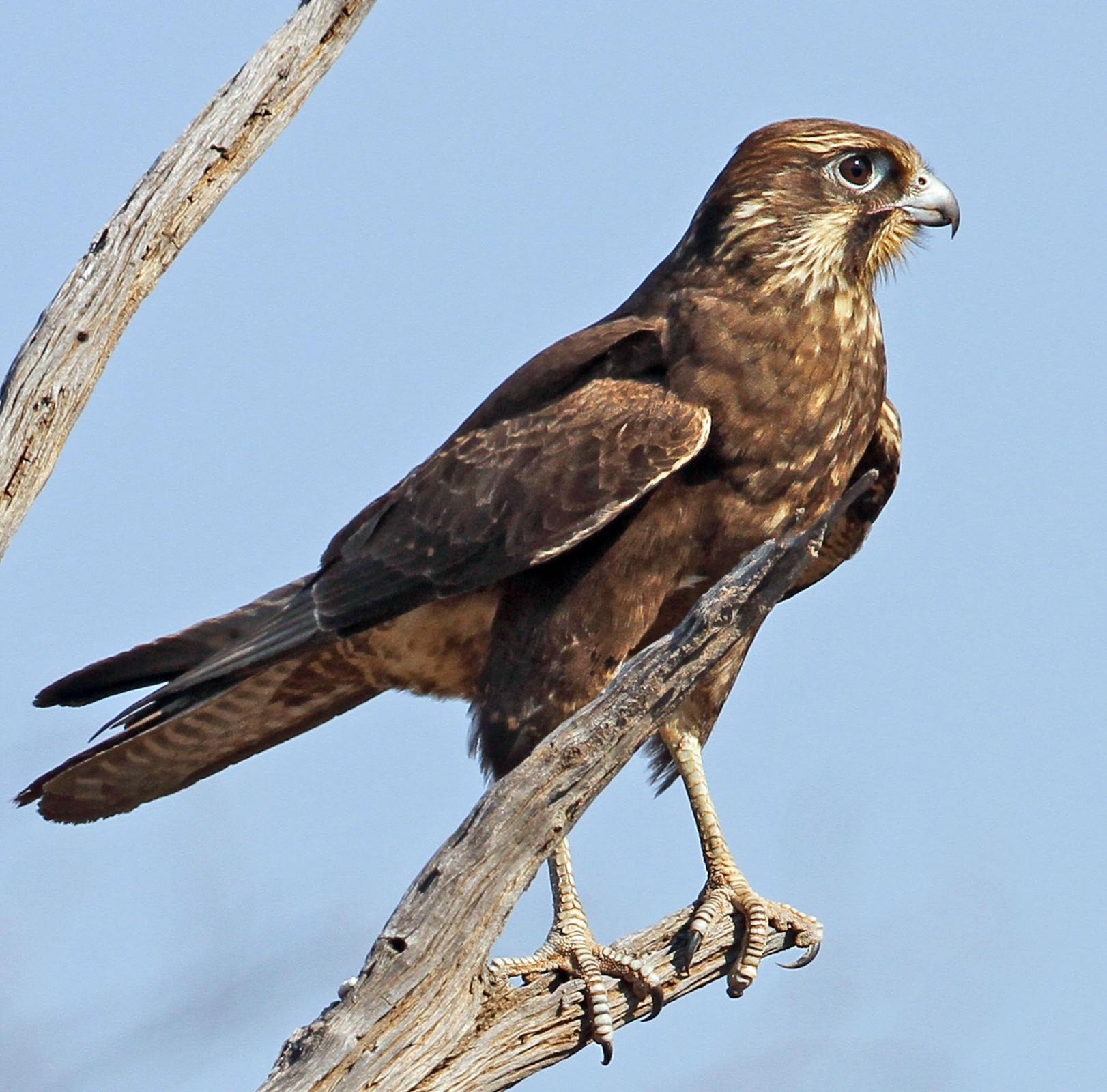 Brown Falcon (Falco berigora) Perching on dead tree | the Internet ...