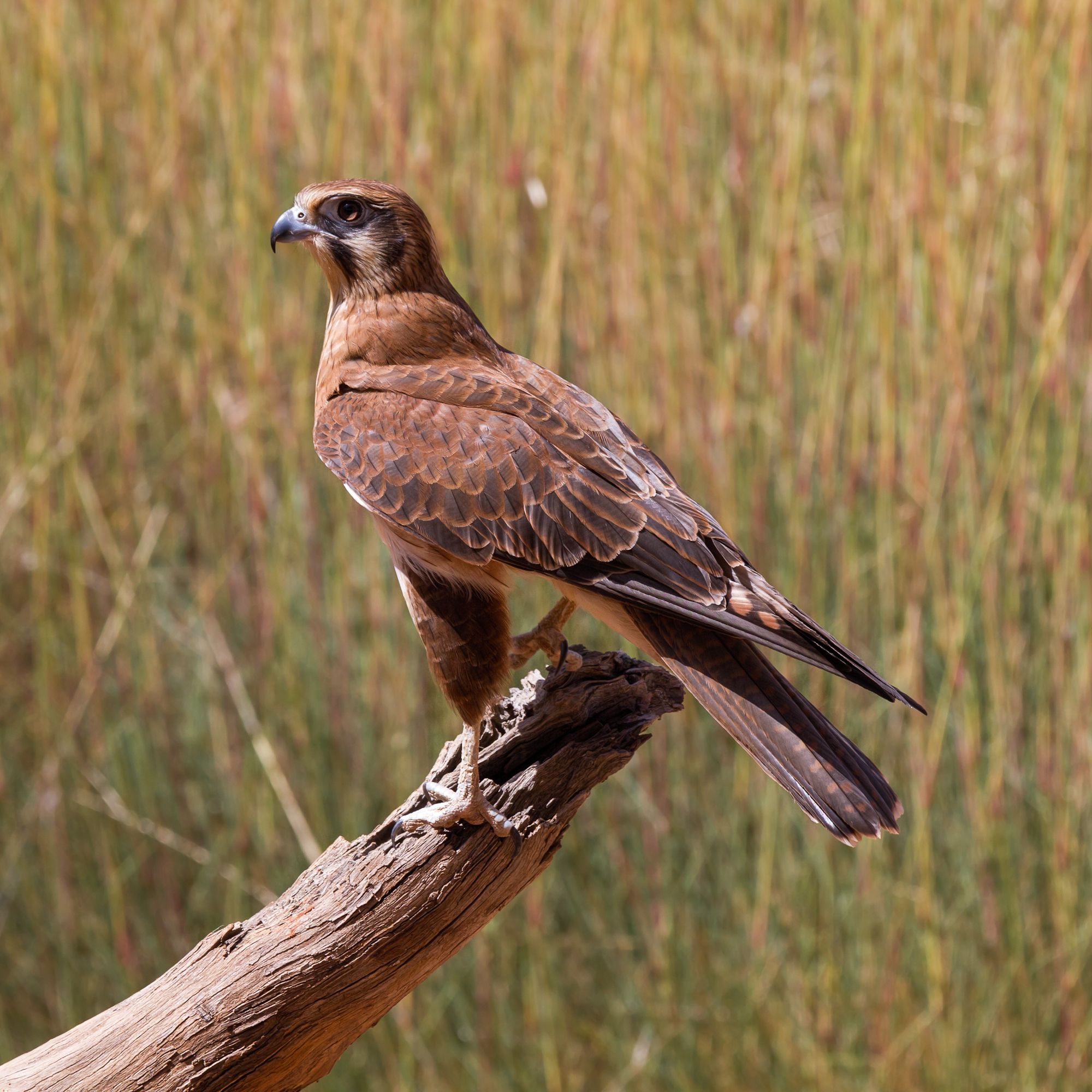 Brown falcon - Wikipedia, the free encyclopedia | REFERANCE ...