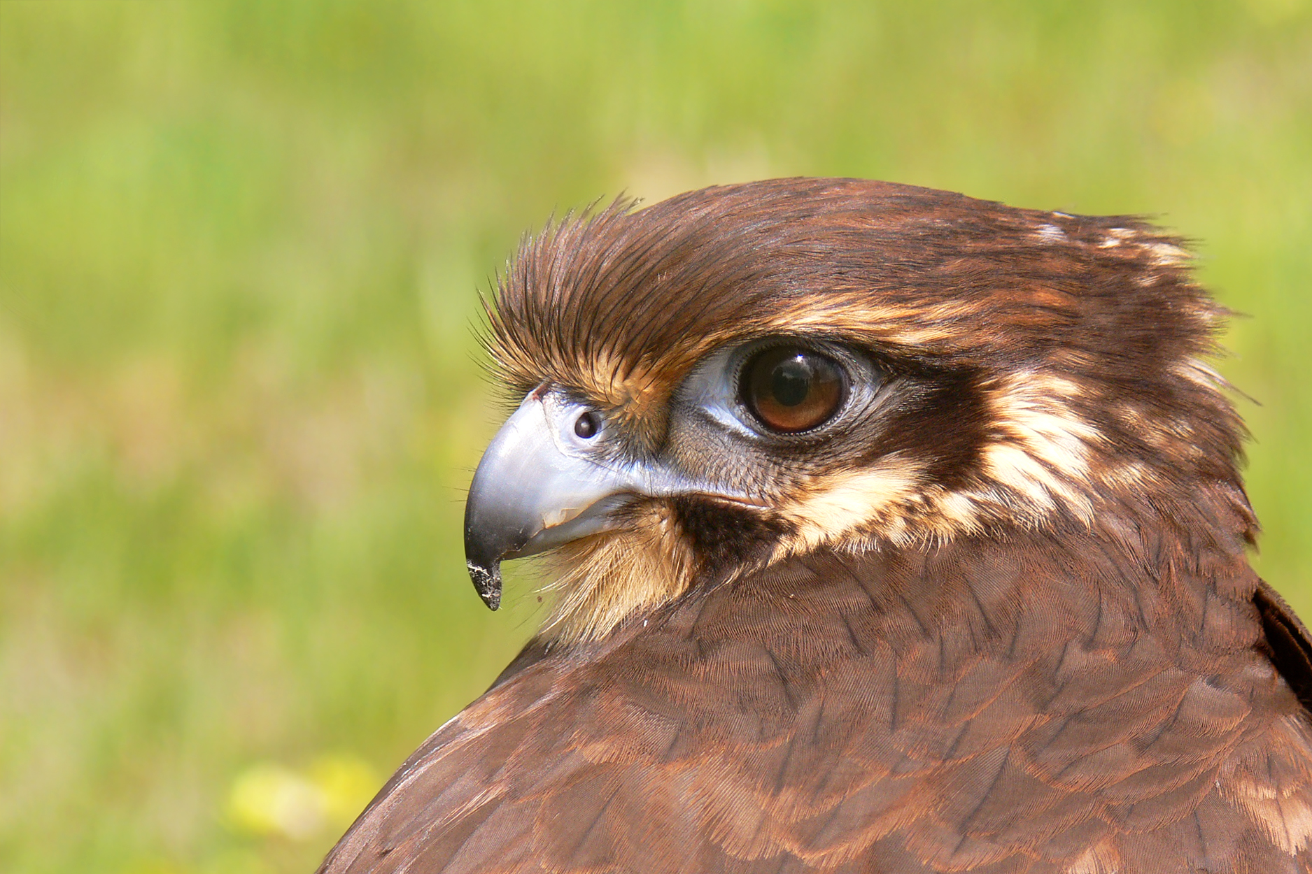 File:Brown falcon1444.jpg - Wikimedia Commons