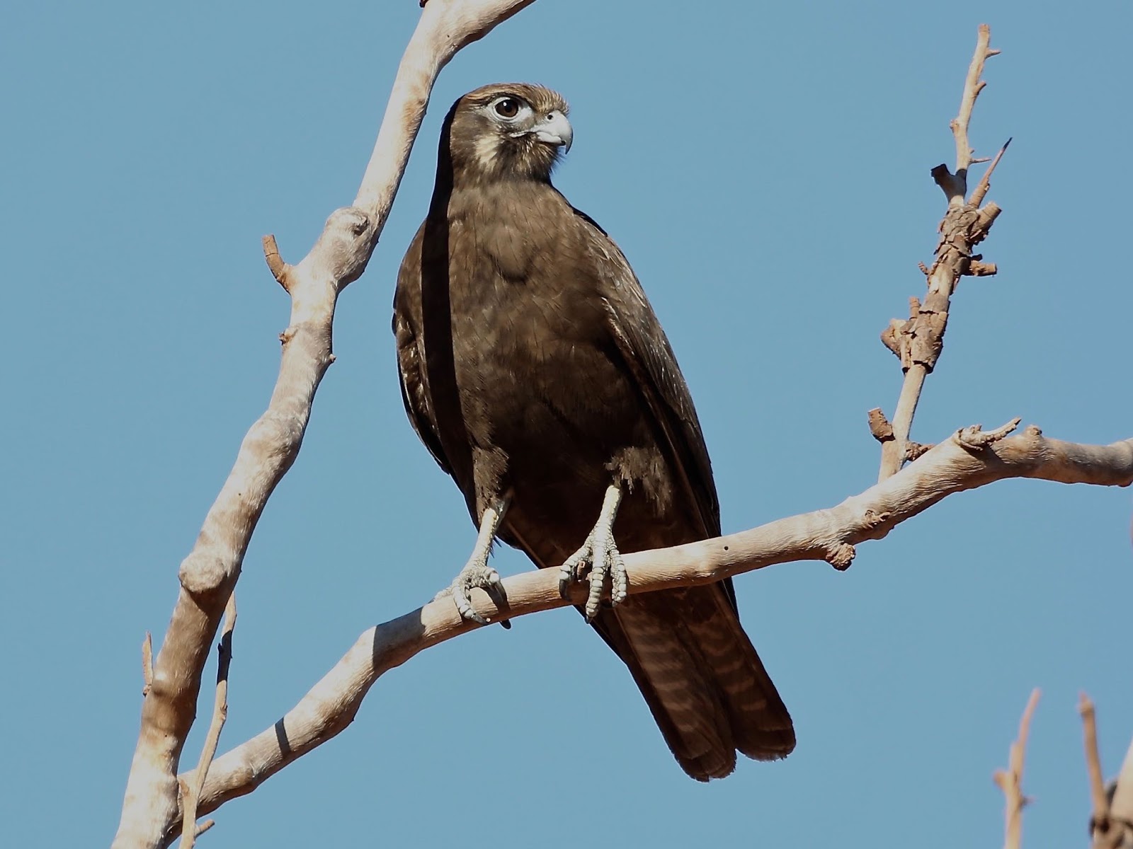 Avithera: Brown and not-so-brown Falcons