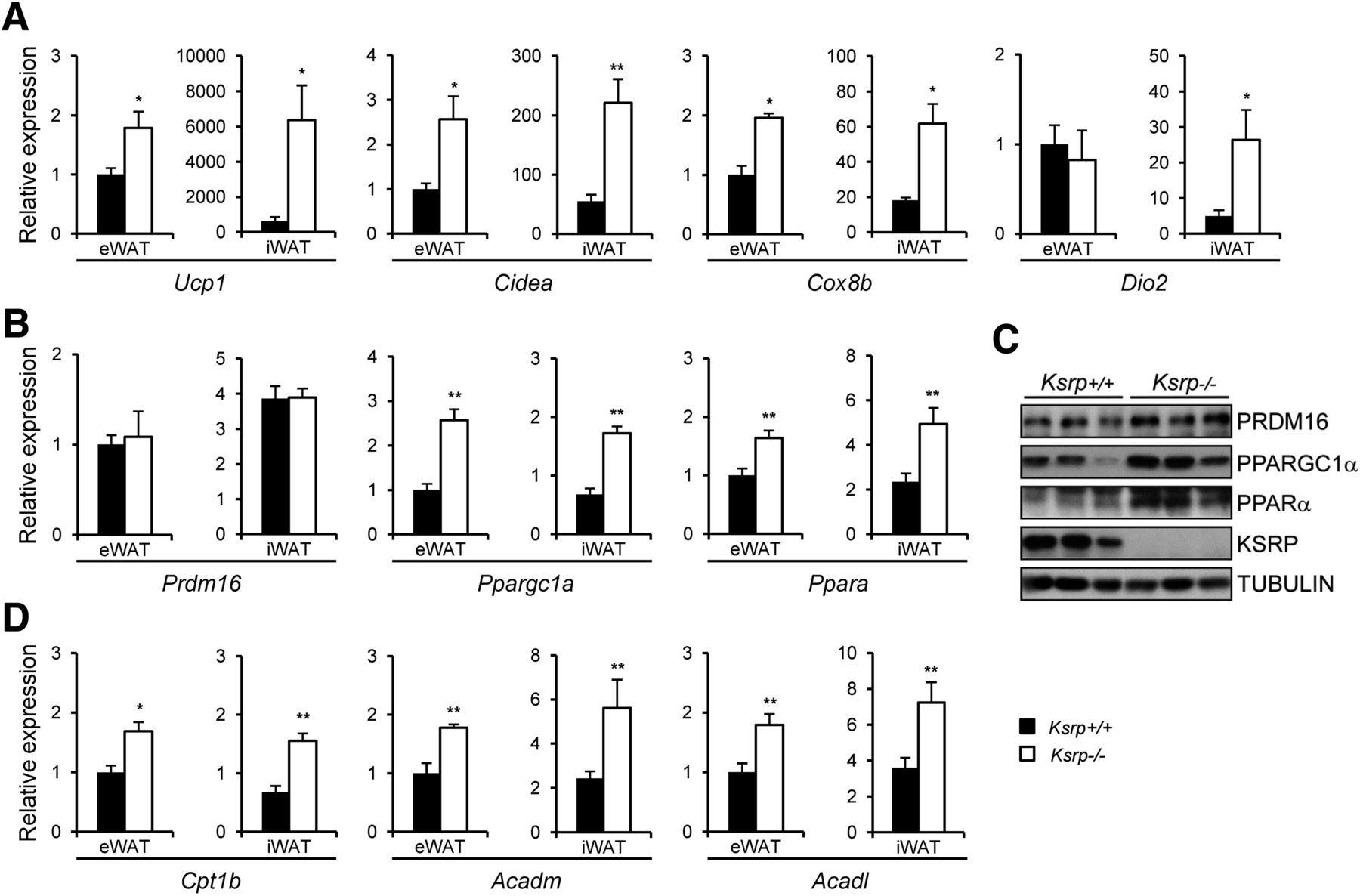 KSRP Ablation Enhances Brown Fat Gene Program in White Adipose ...