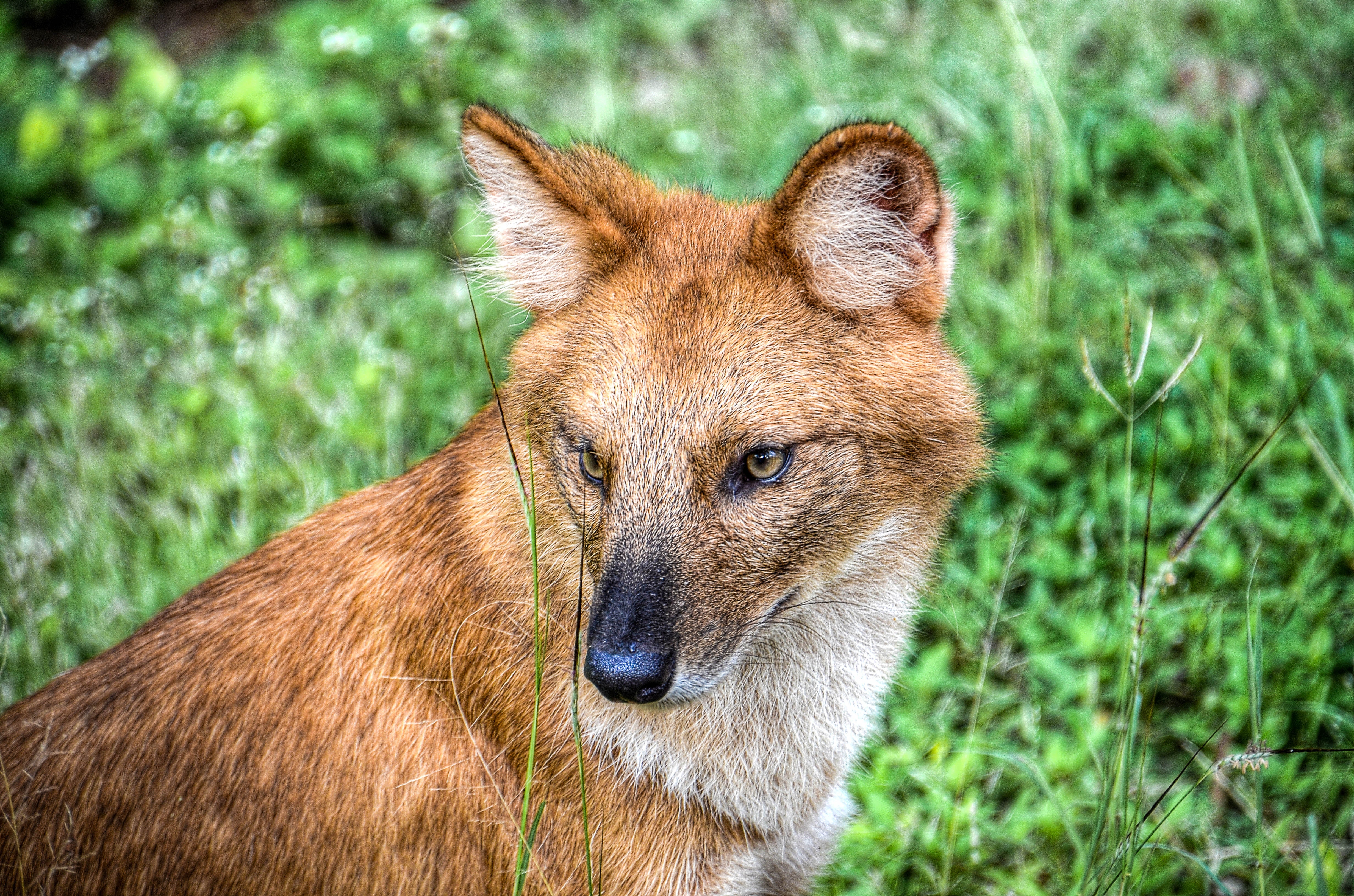 Brown fox in the grass photo