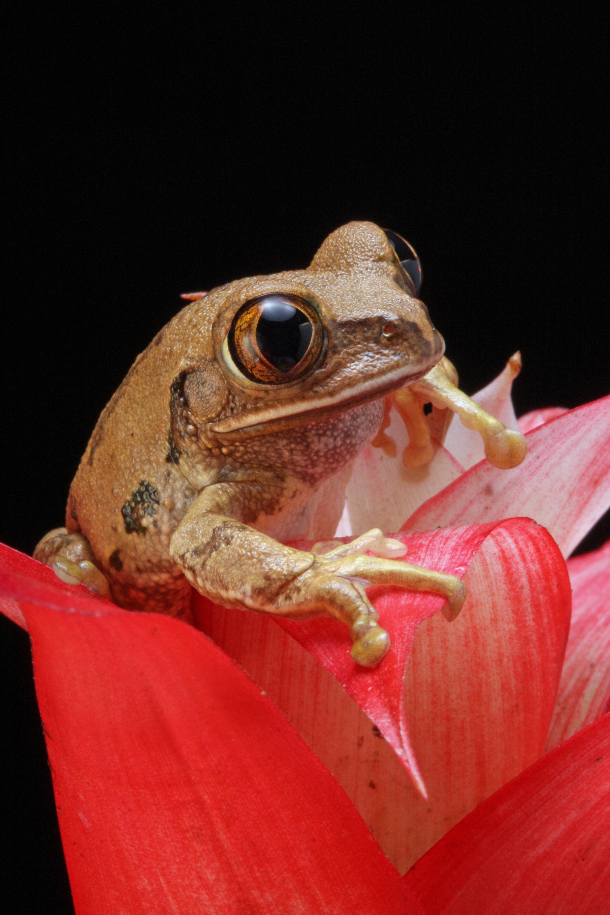 Brown frog on red petal flower photo