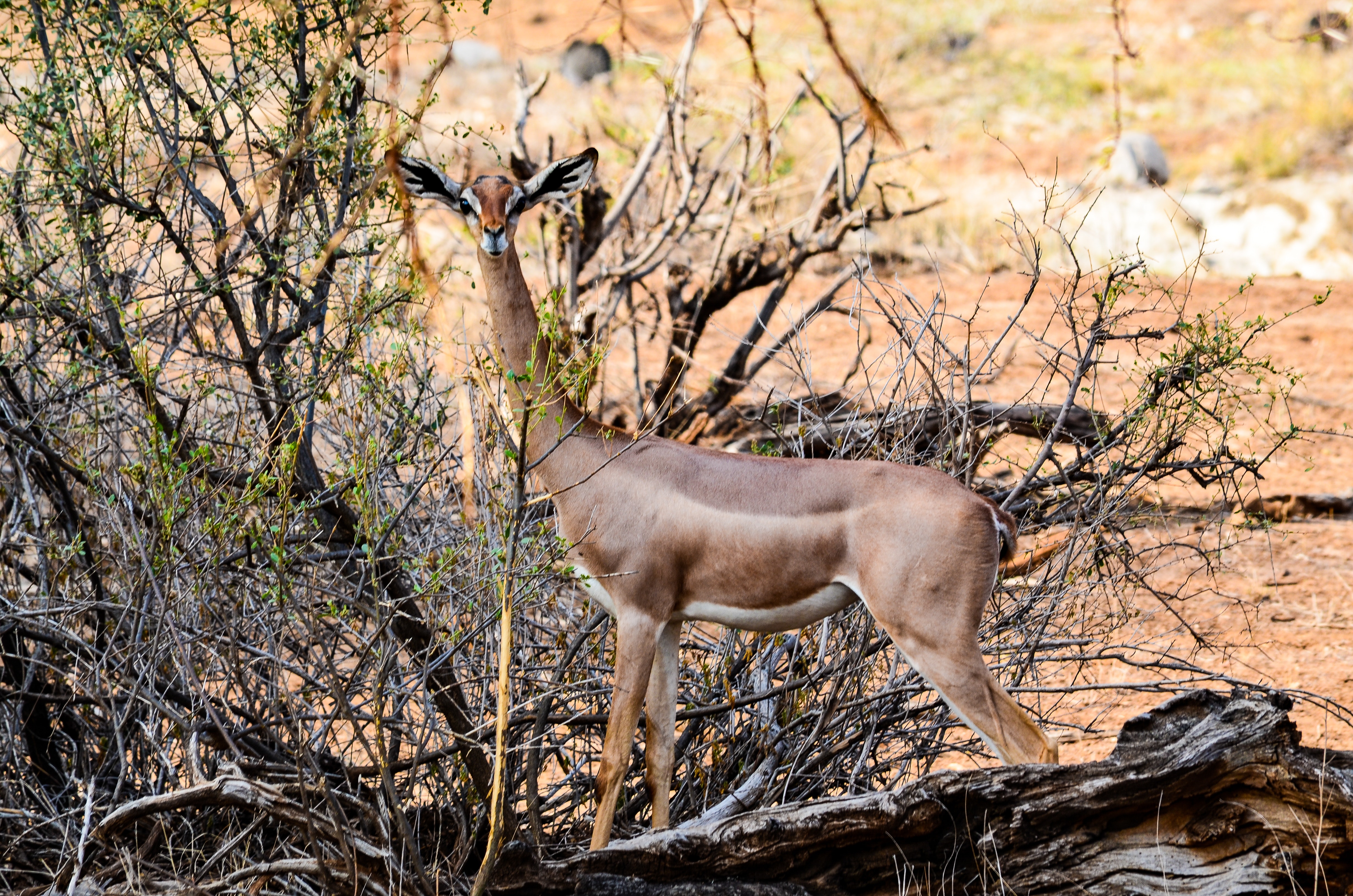 Brown gazelle photo