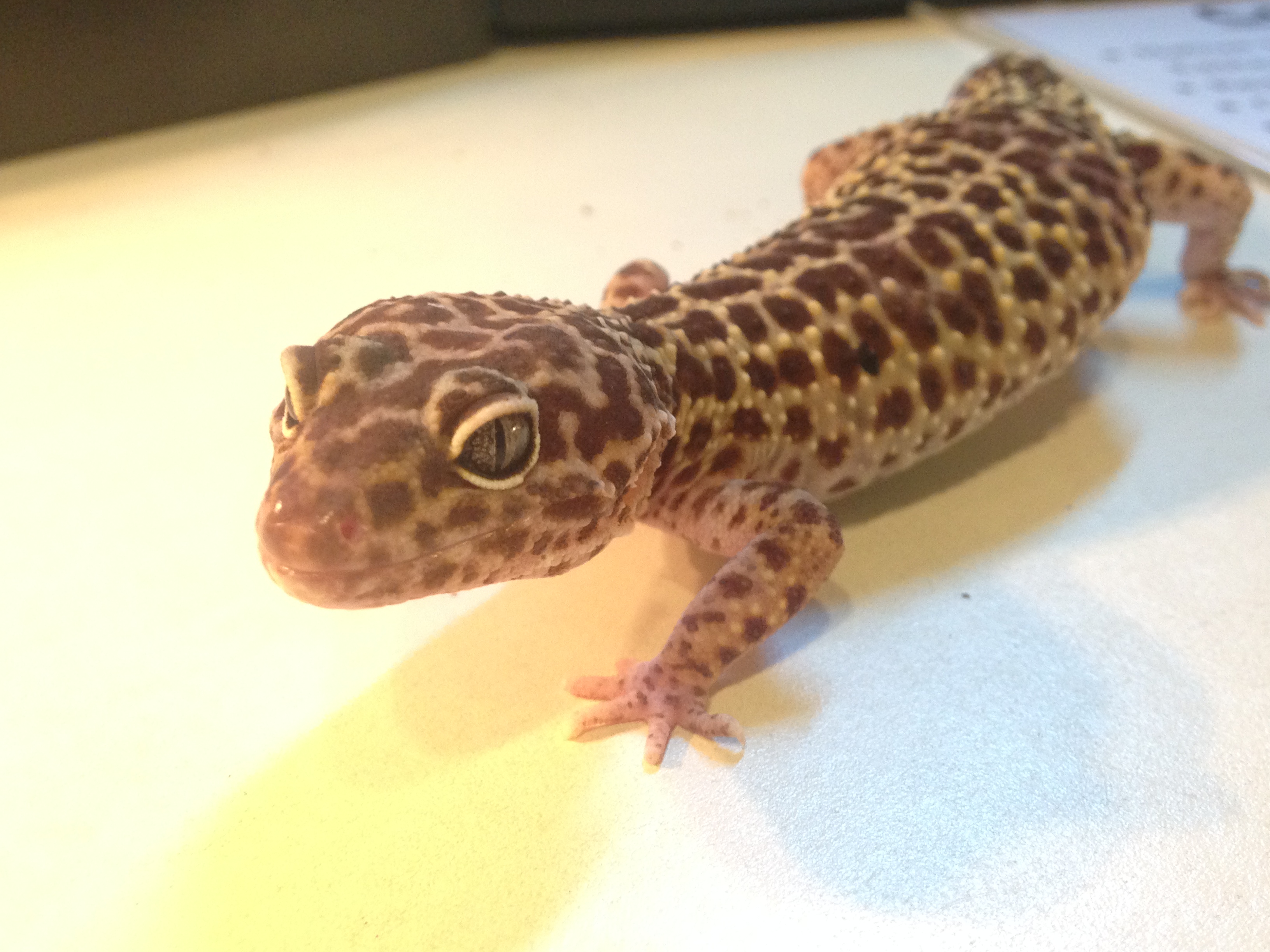 Leopard Gecko – Sarett Nature Center