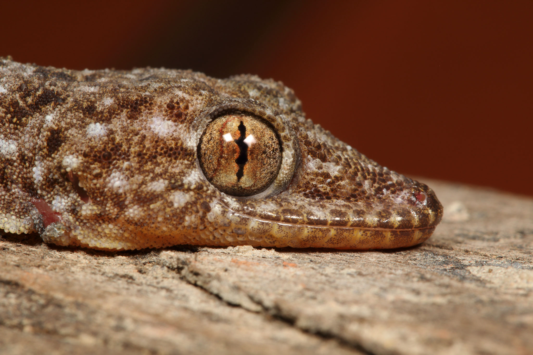 New Spotted Gecko Found in Tiger Reserve