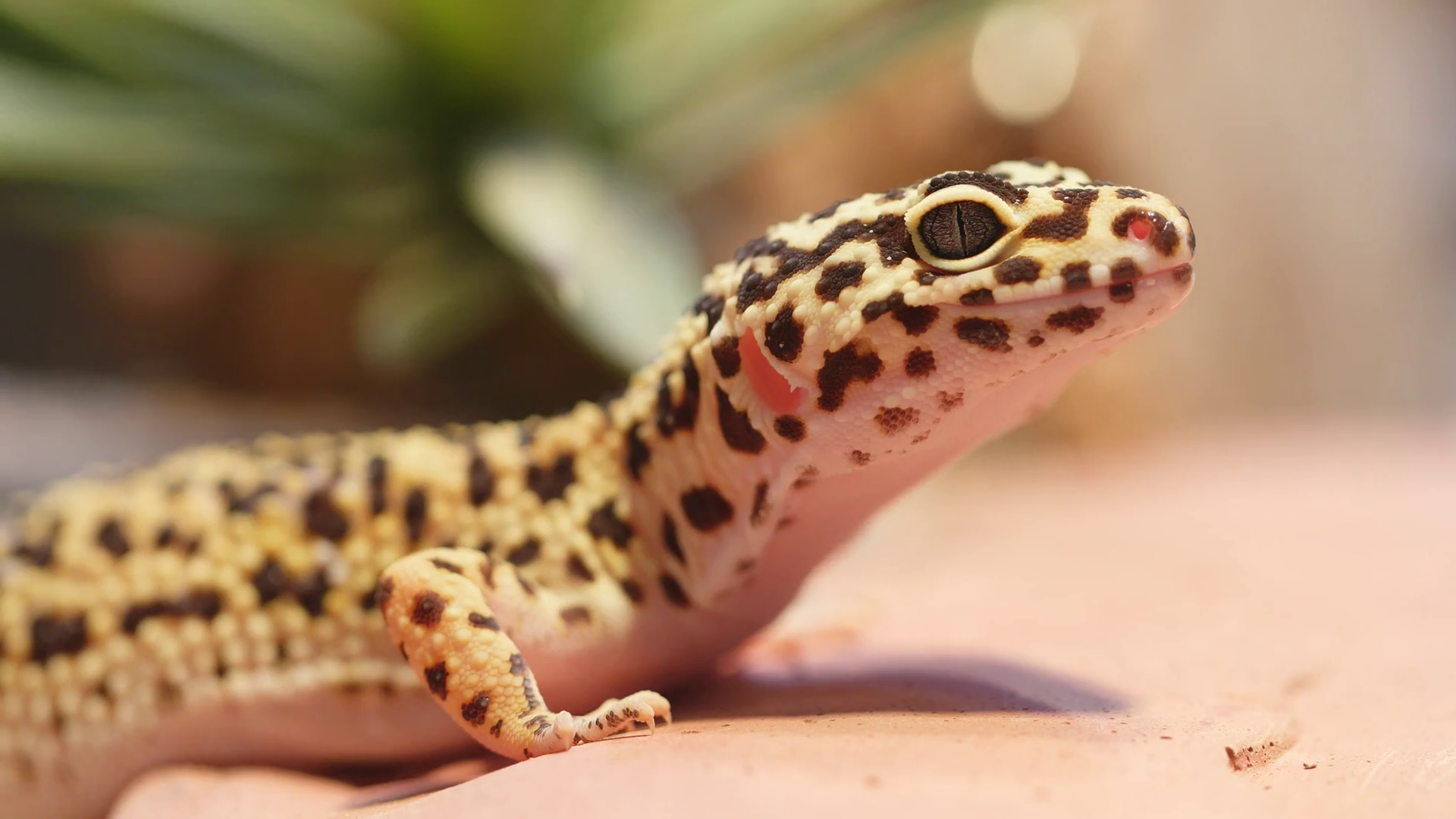 Yellow and brown spotted leopard Gecko Stock Video Footage - VideoBlocks
