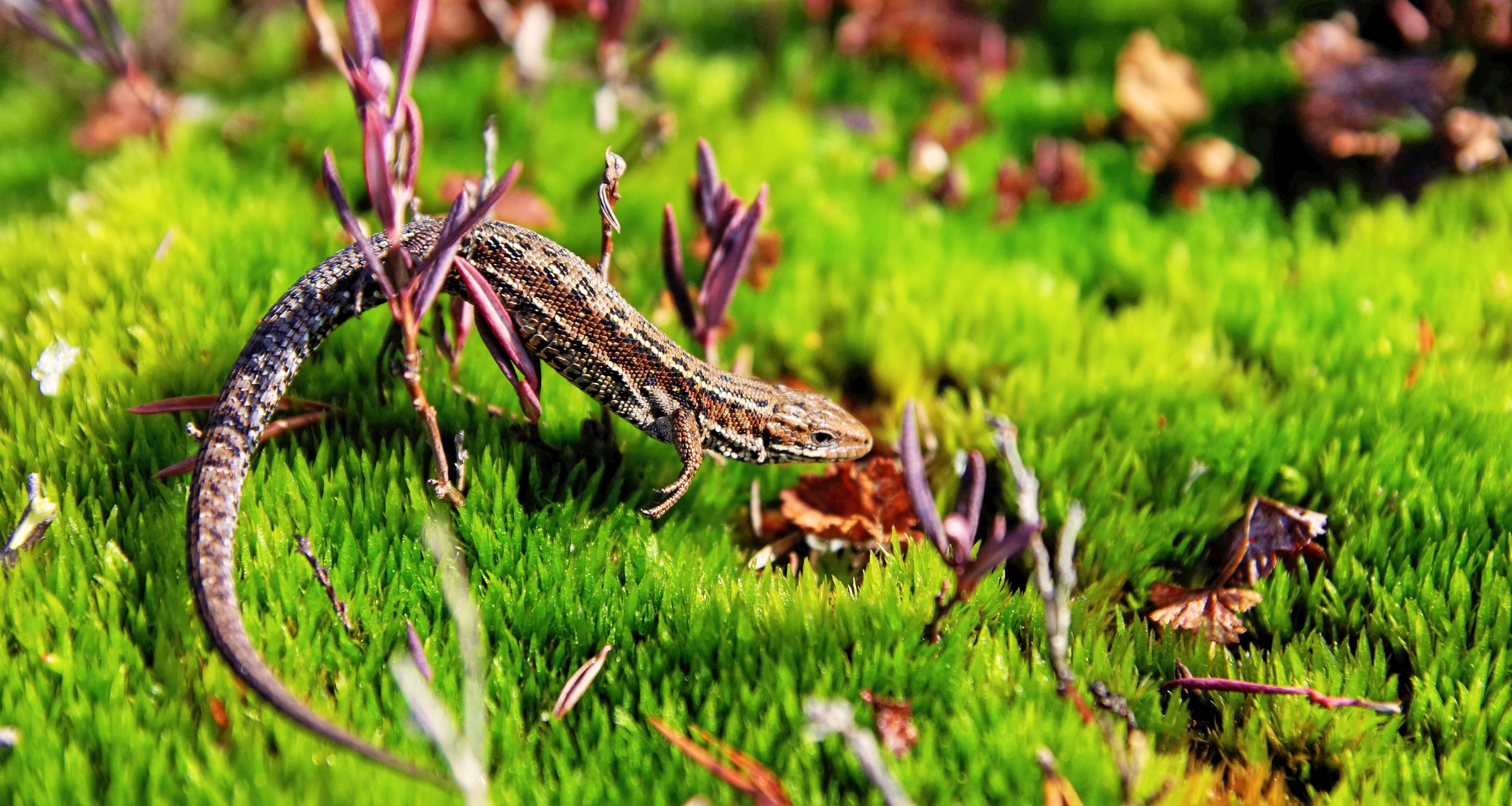Brown gecko in green open field photo