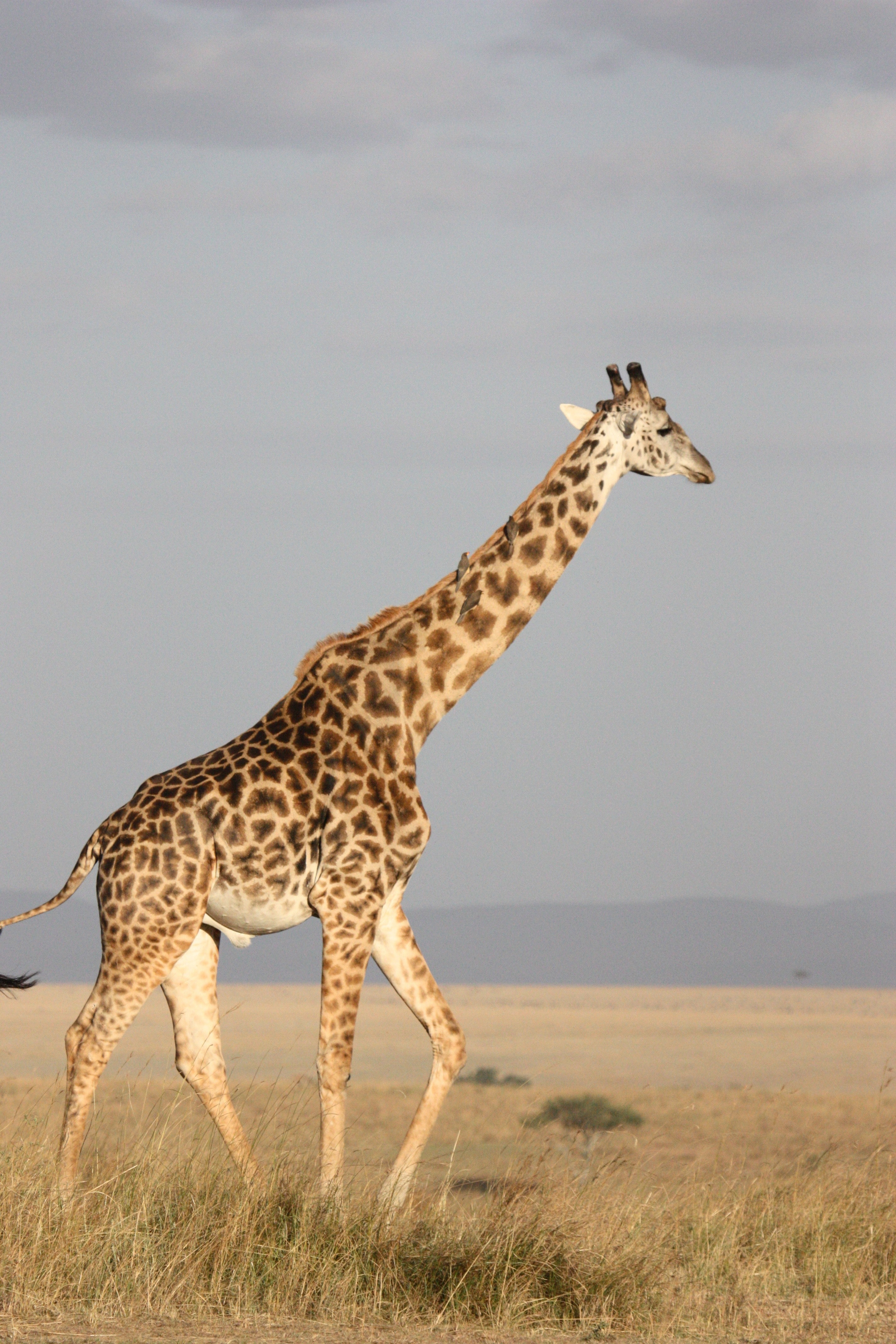 Brown giraffe walking on brown grass photo