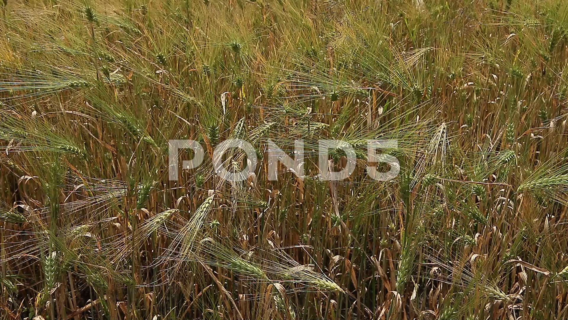 Wheat grain crop field on a sunny day ~ Footage #77284933